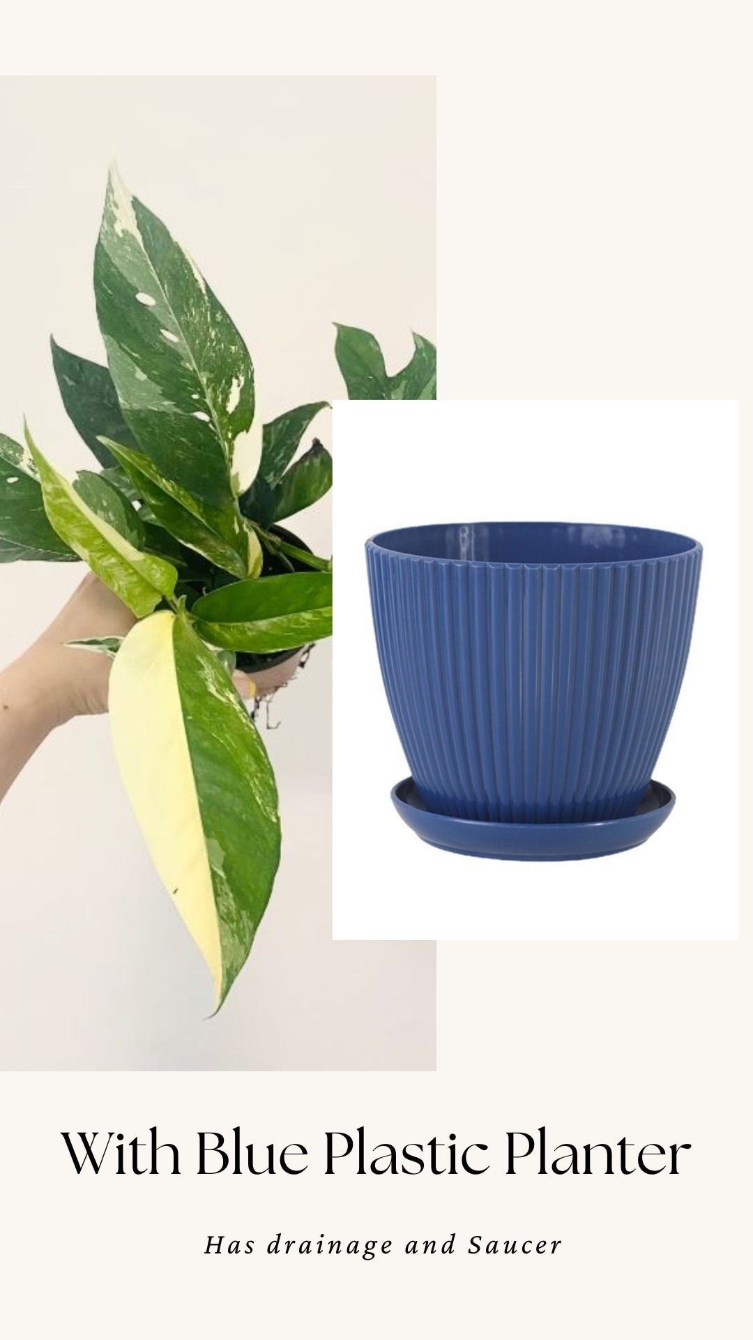 Epipremnum Pinnatum Albo Variegated Plant - Live Plant 4" Pot - optional decorative planter