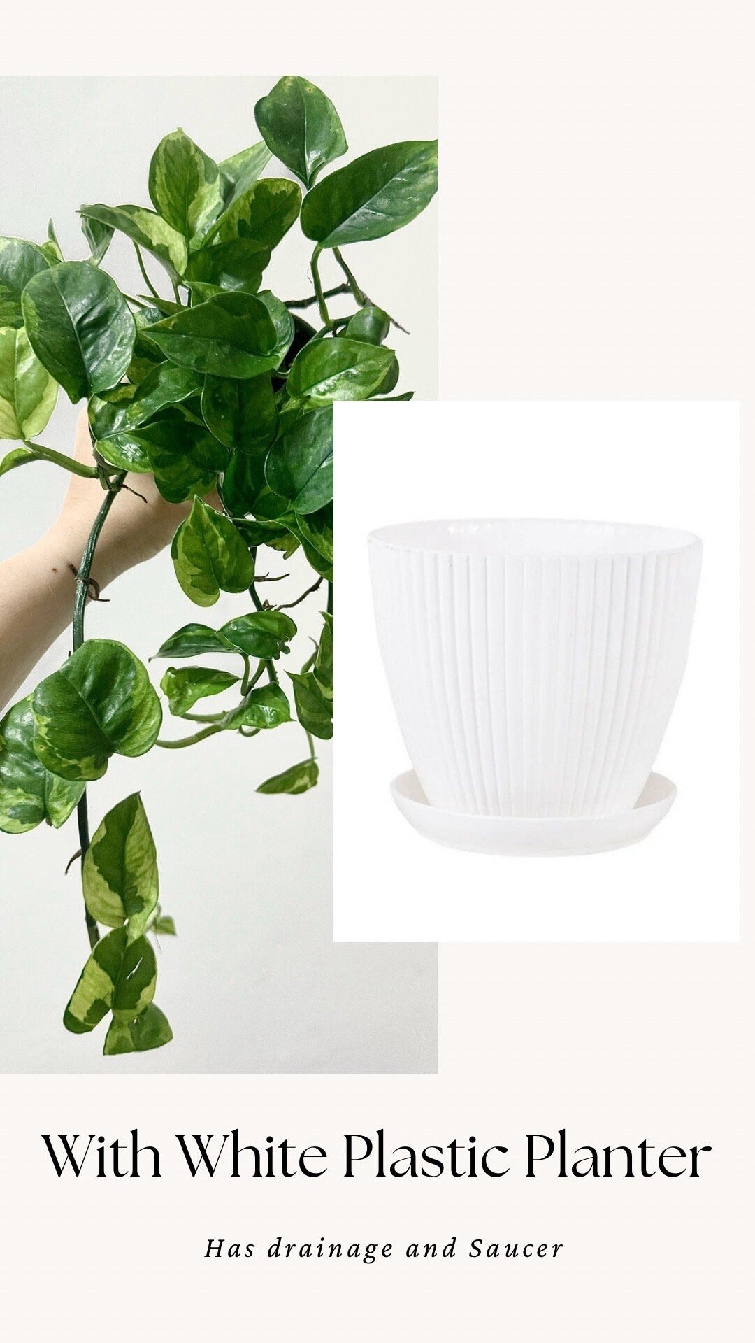 Pothos Lizard Queen Plant - Collectors Pothos - Rare Plant - 4 inch Nursery Pot - Live Plant