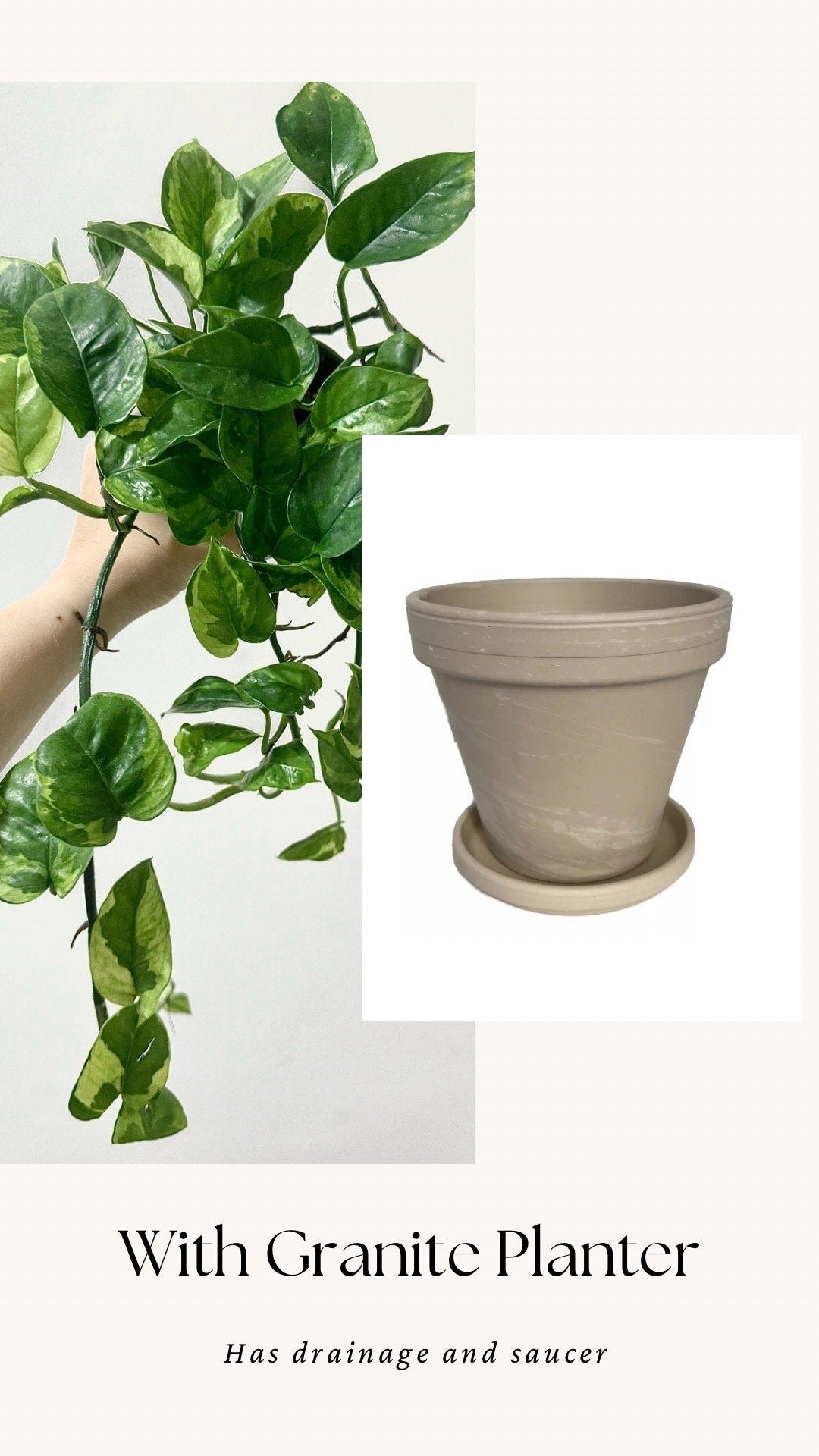 Pothos Lizard Queen Plant - Collectors Pothos - Rare Plant - 4 inch Nursery Pot - Live Plant