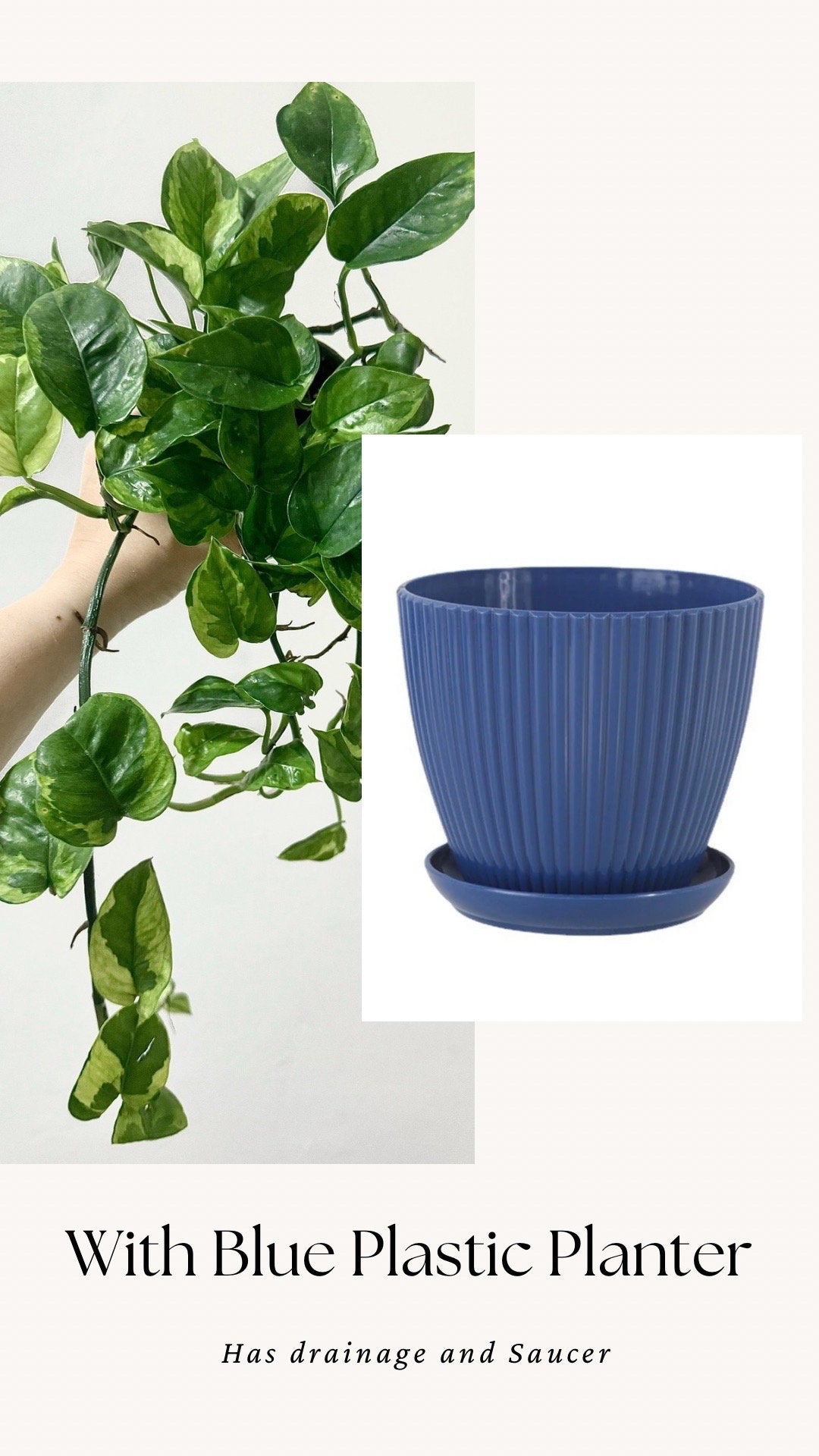 Pothos Lizard Queen Plant - Collectors Pothos - Rare Plant - 4 inch Nursery Pot - Live Plant