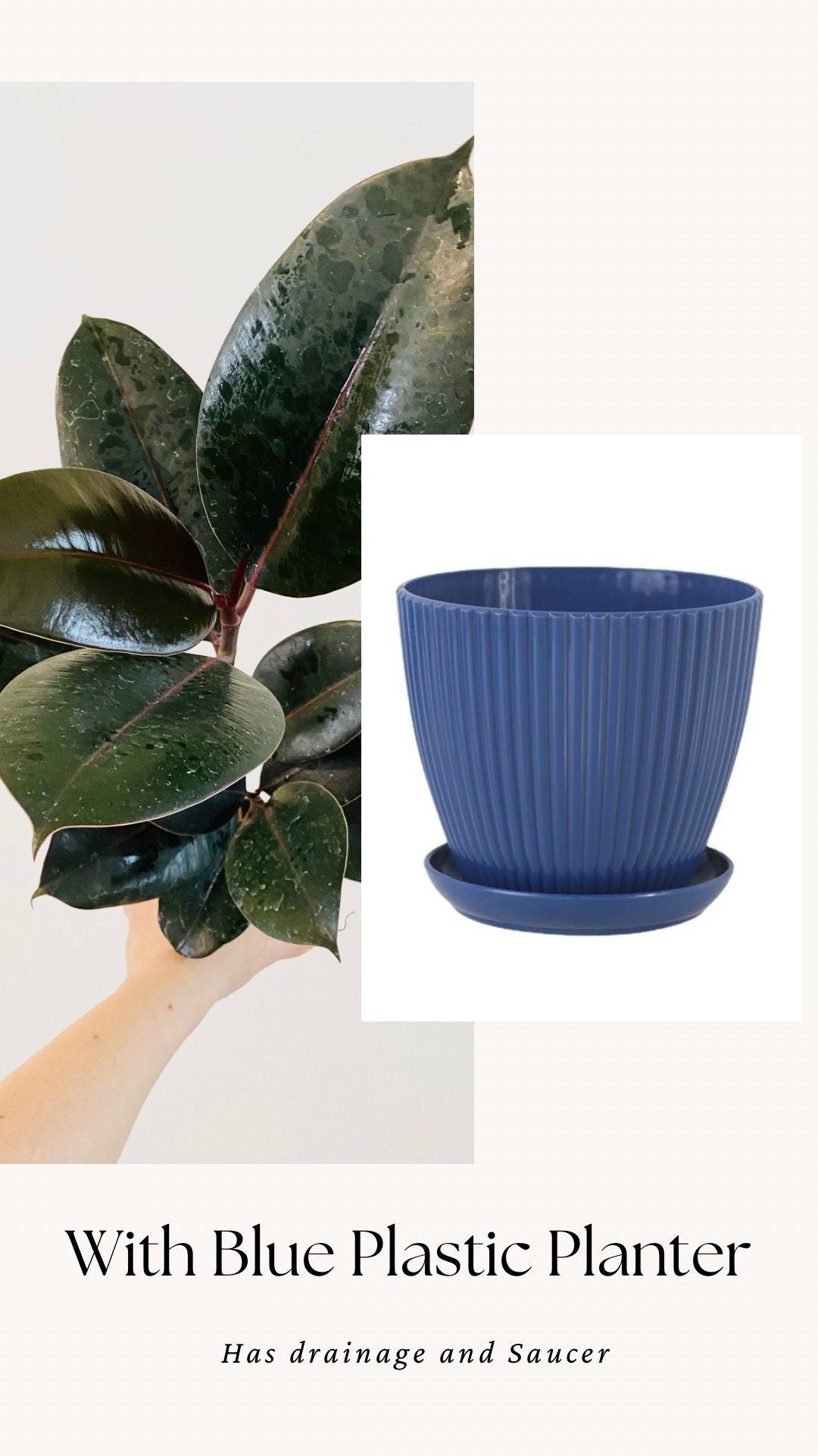 Ficus Elastica Burgundy Rubber Tree Plant - 6" Nursery Pot - Live Plant - optional decorative pot
