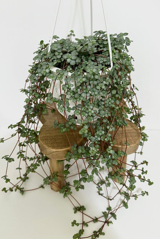Pilea Glauca / Aqua - 4.5" Hanging Pot - Live Plant - optional decorative basket