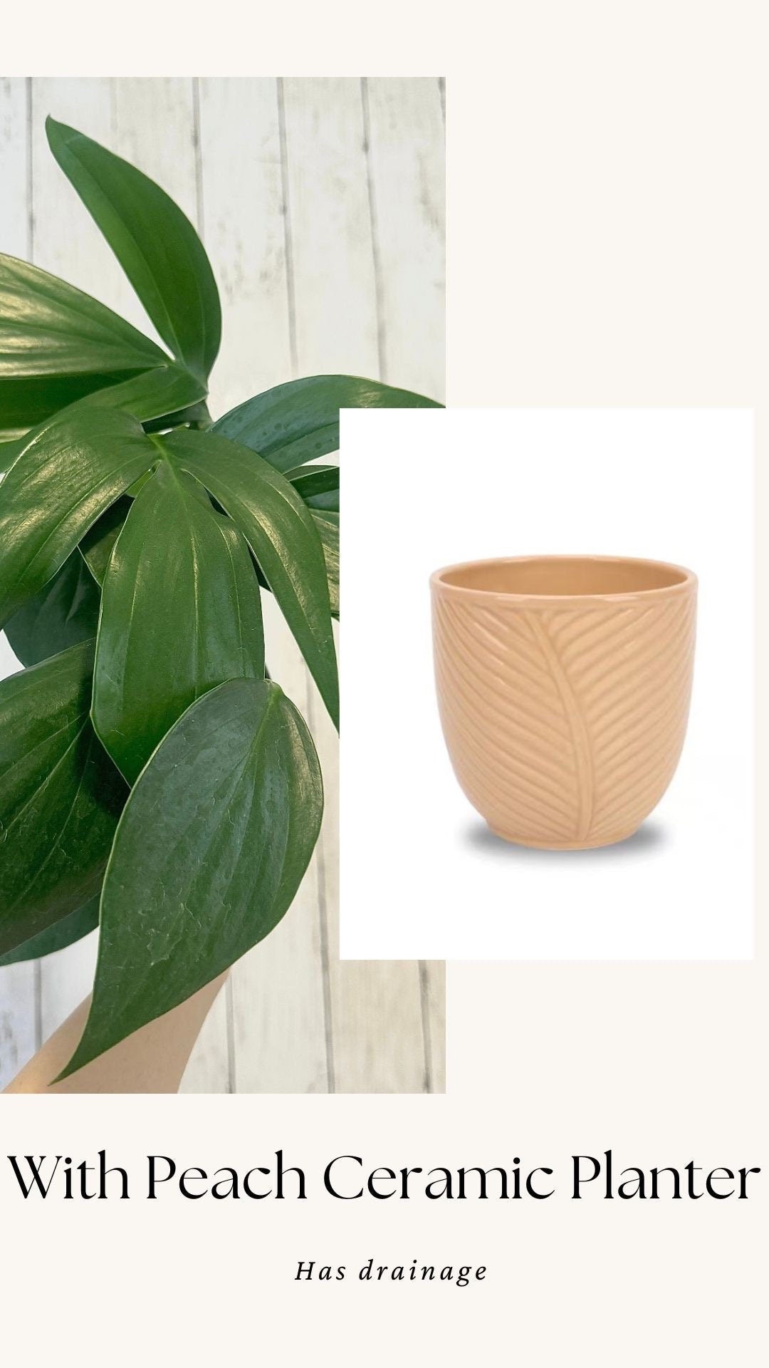 Rhaphidophora Decursiva Plant - 6” Nursery Pot
