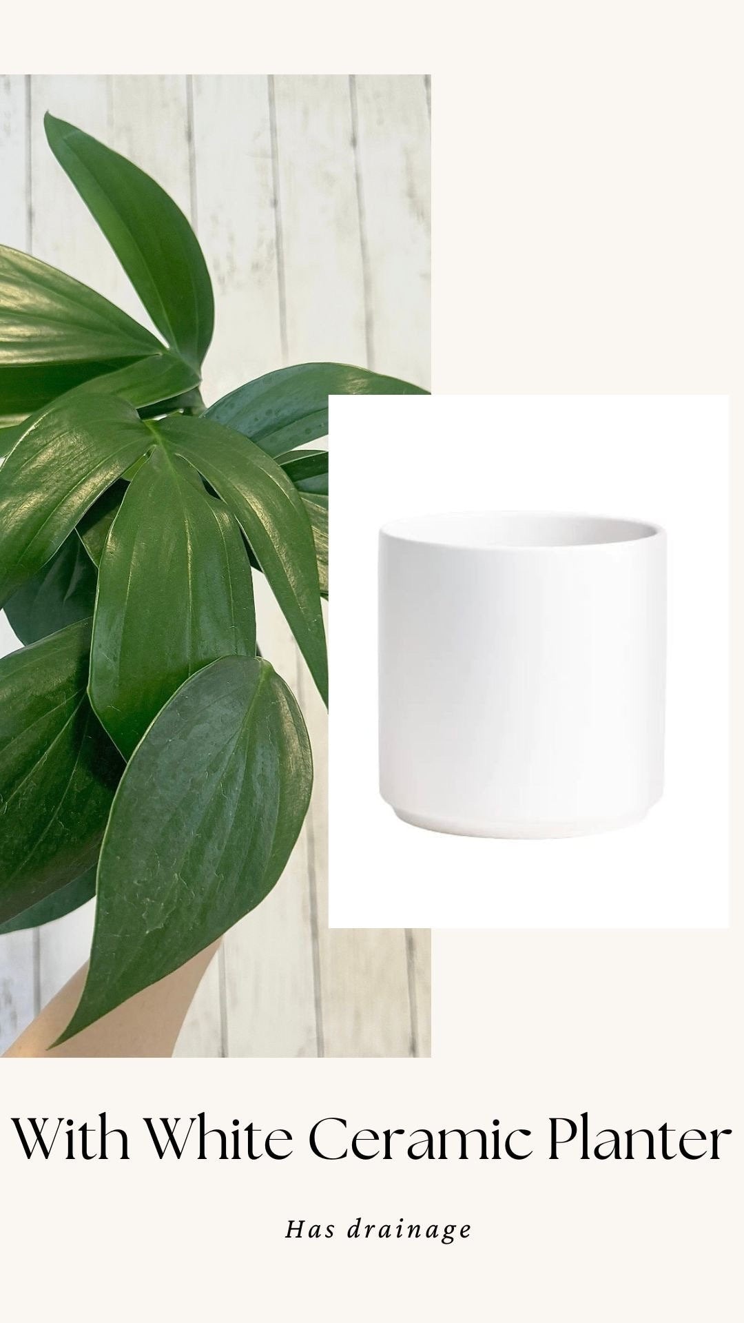 Rhaphidophora Decursiva Plant - 6” Nursery Pot