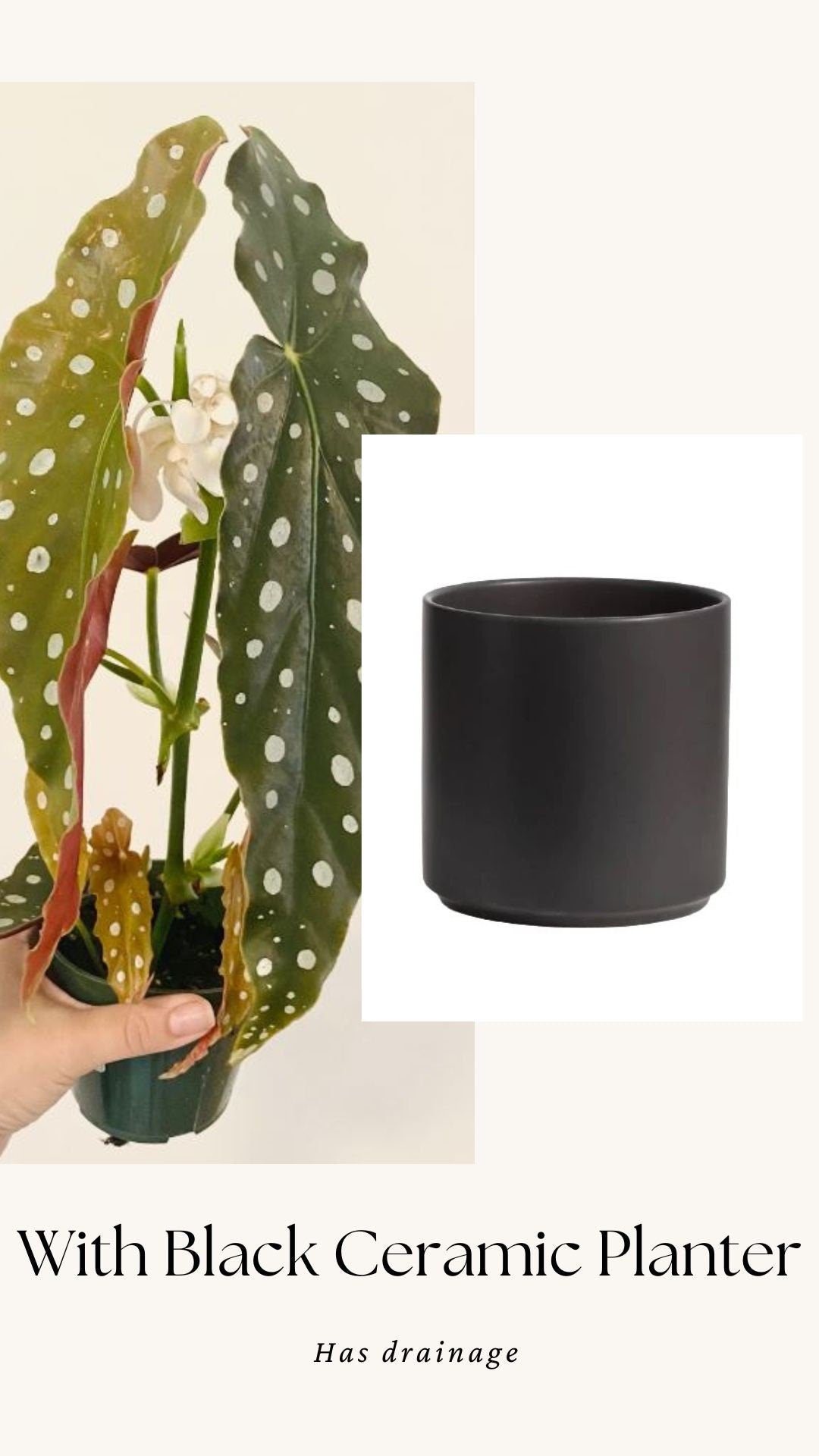 Begonia Maculata Polka Dot Plant - 4” Pot - optional decorative pot