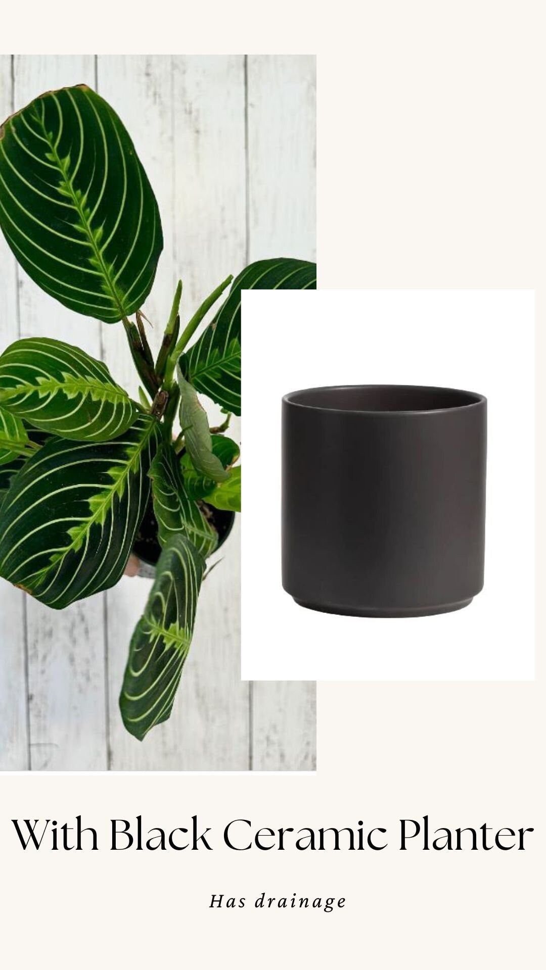 Lemon Lime Prayer Plant - Maranta - Live plant- 4 inch Pot - optional decorative pot