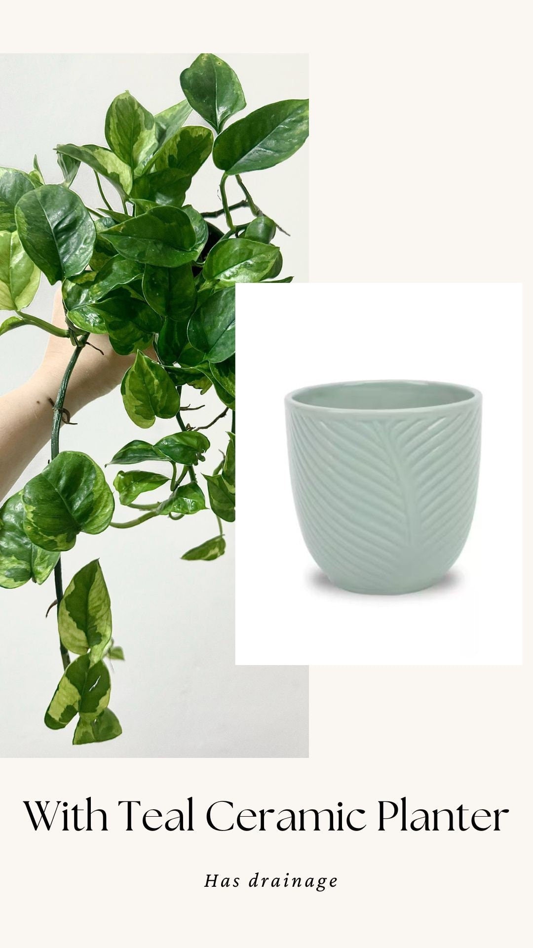 Pothos Lizard Queen Plant - Collectors Pothos - Rare Plant - 4 inch Nursery Pot - Live Plant