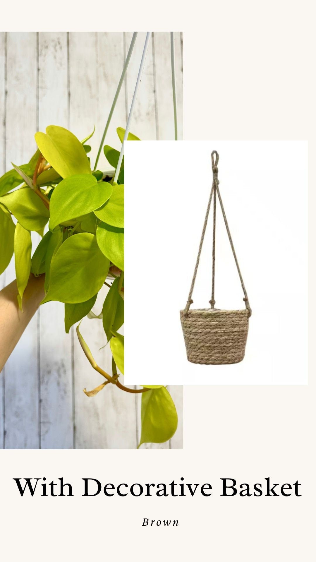 Philodendron Cordatum Lemon Lime Plant - 4.5" Hanging Pot - Live Plant - optional decorative basket