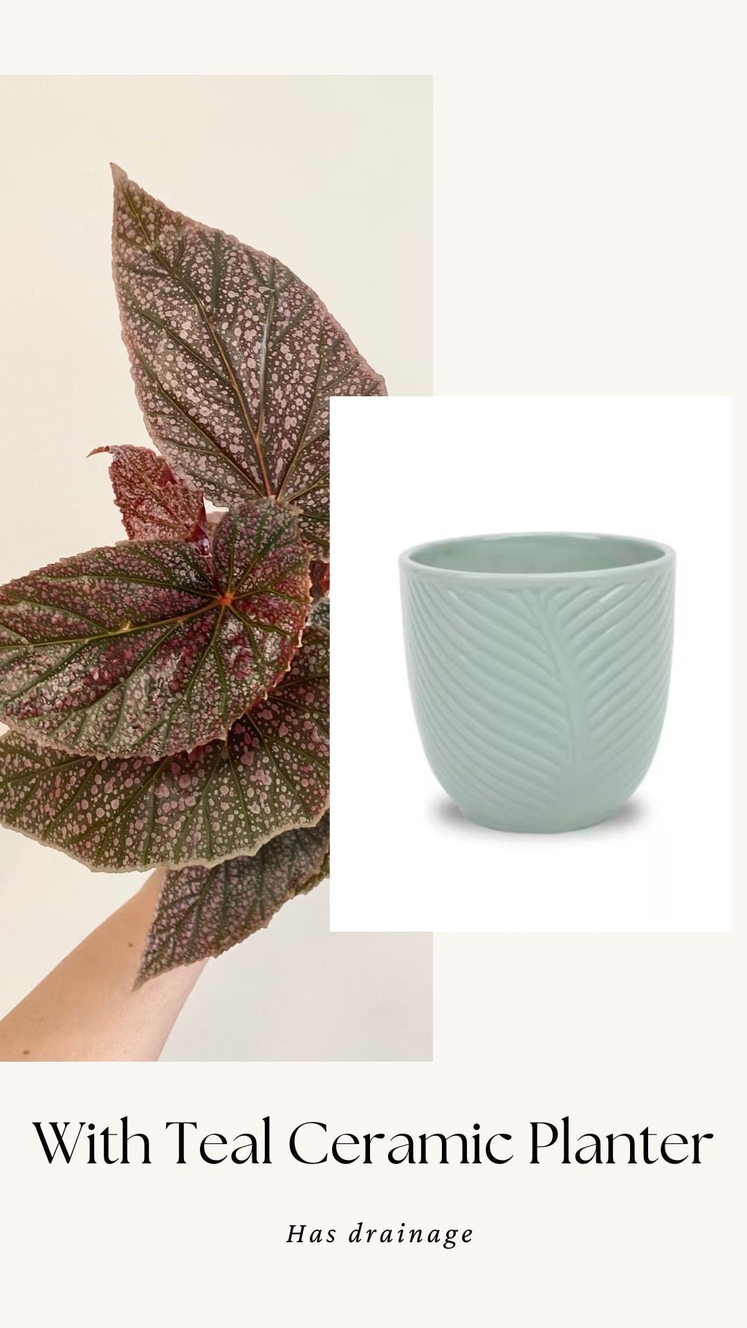 Begonia ‘Miss Mummy’ – Angelwing Begonia - 4” Nursery Pot - live plant