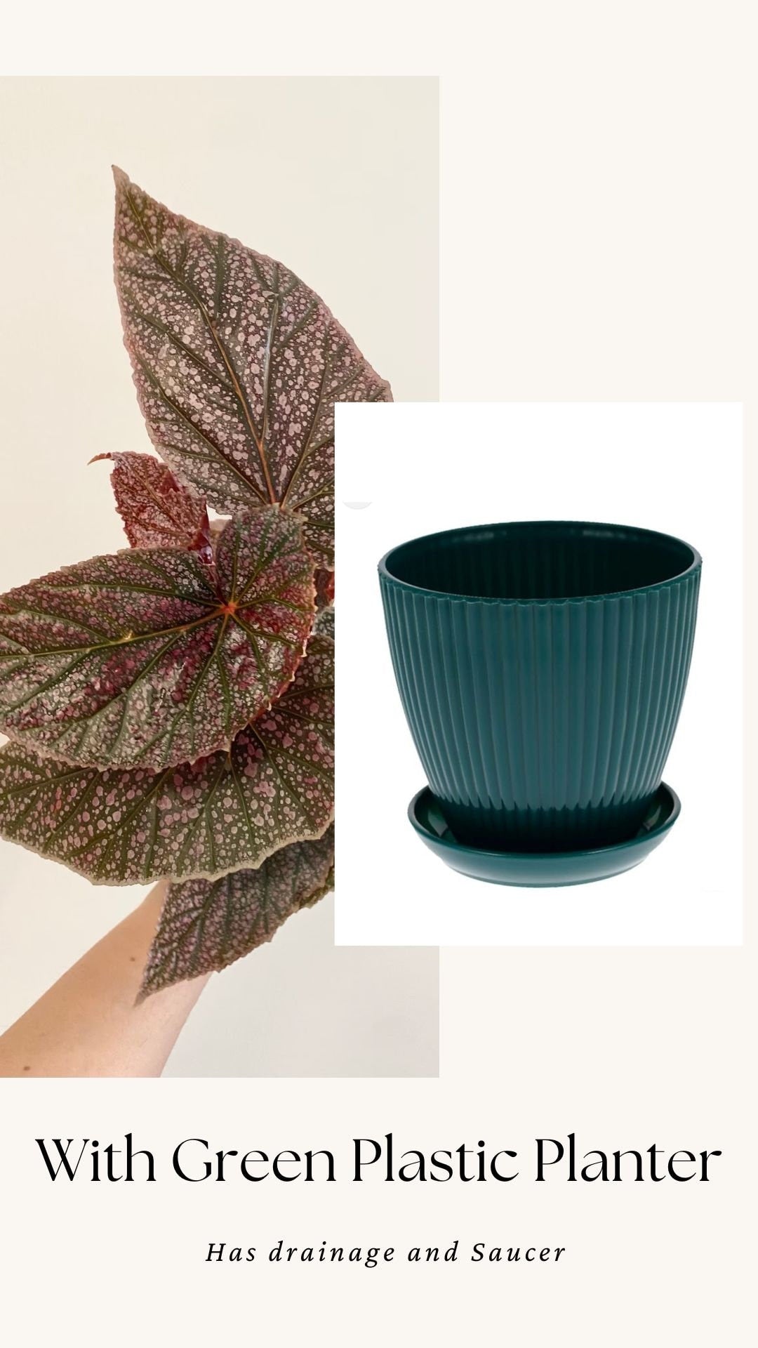 Begonia ‘Miss Mummy’ – Angelwing Begonia - 4” Nursery Pot - live plant