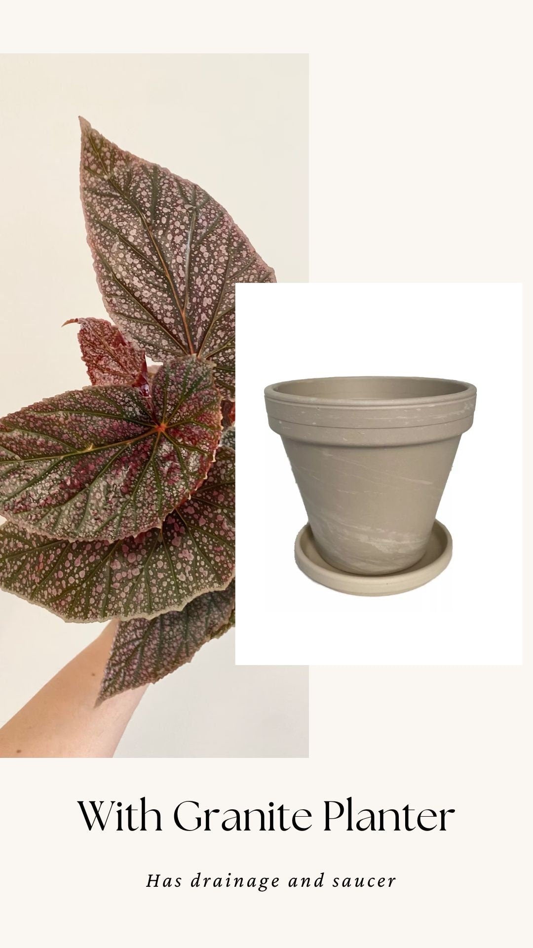 Begonia ‘Miss Mummy’ – Angelwing Begonia - 4” Nursery Pot - live plant