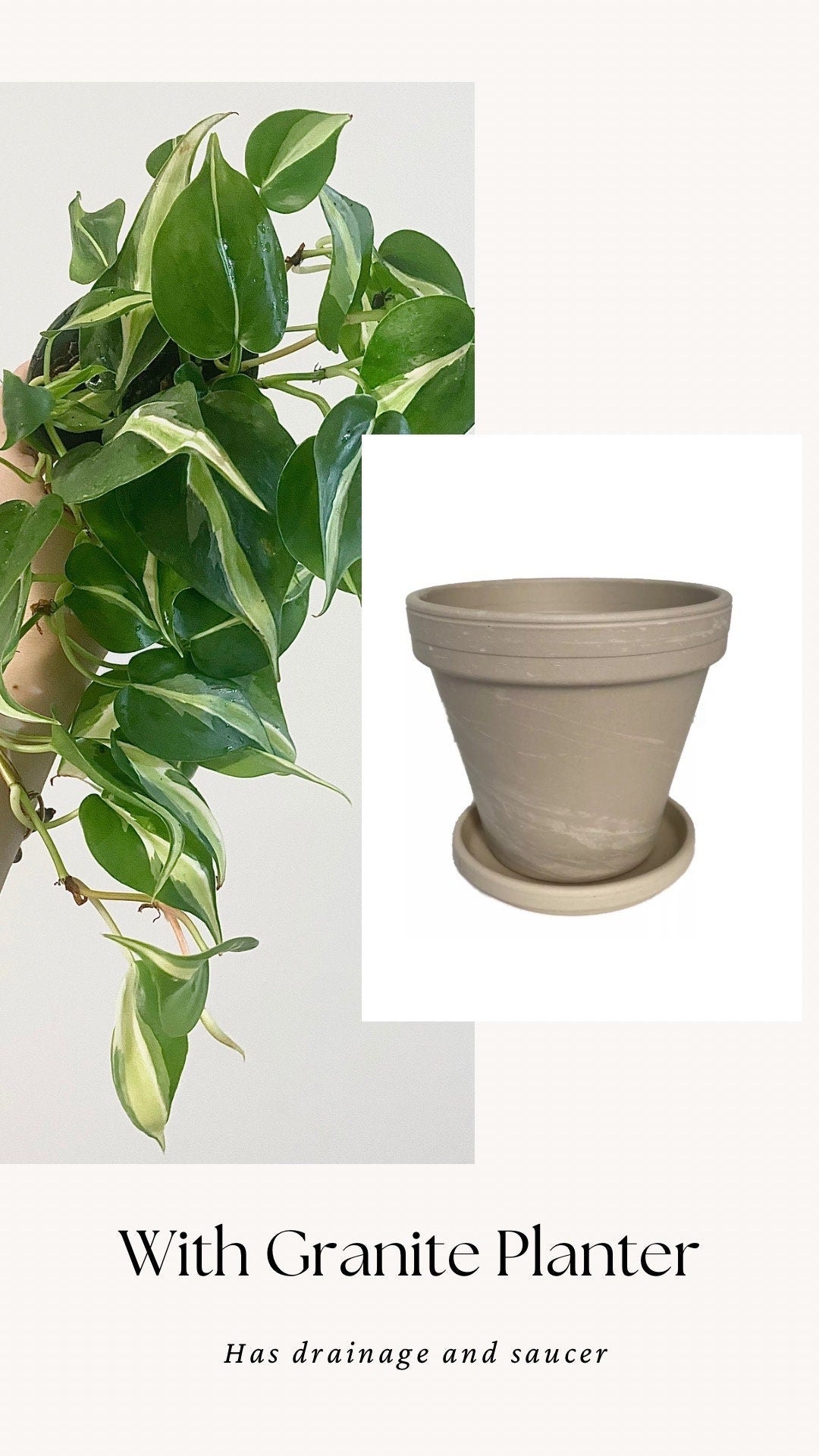 Philodendron Silver Stripe Live Plant 4” Nursery Pot
