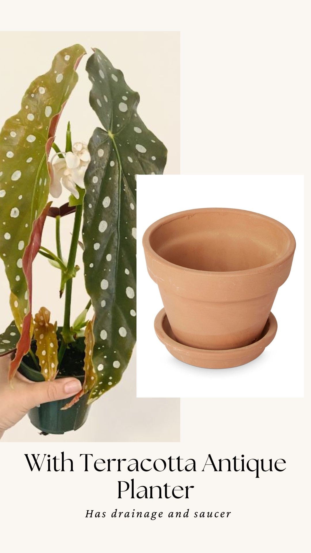 Begonia Maculata Polka Dot Plant - 4” Pot - optional decorative pot