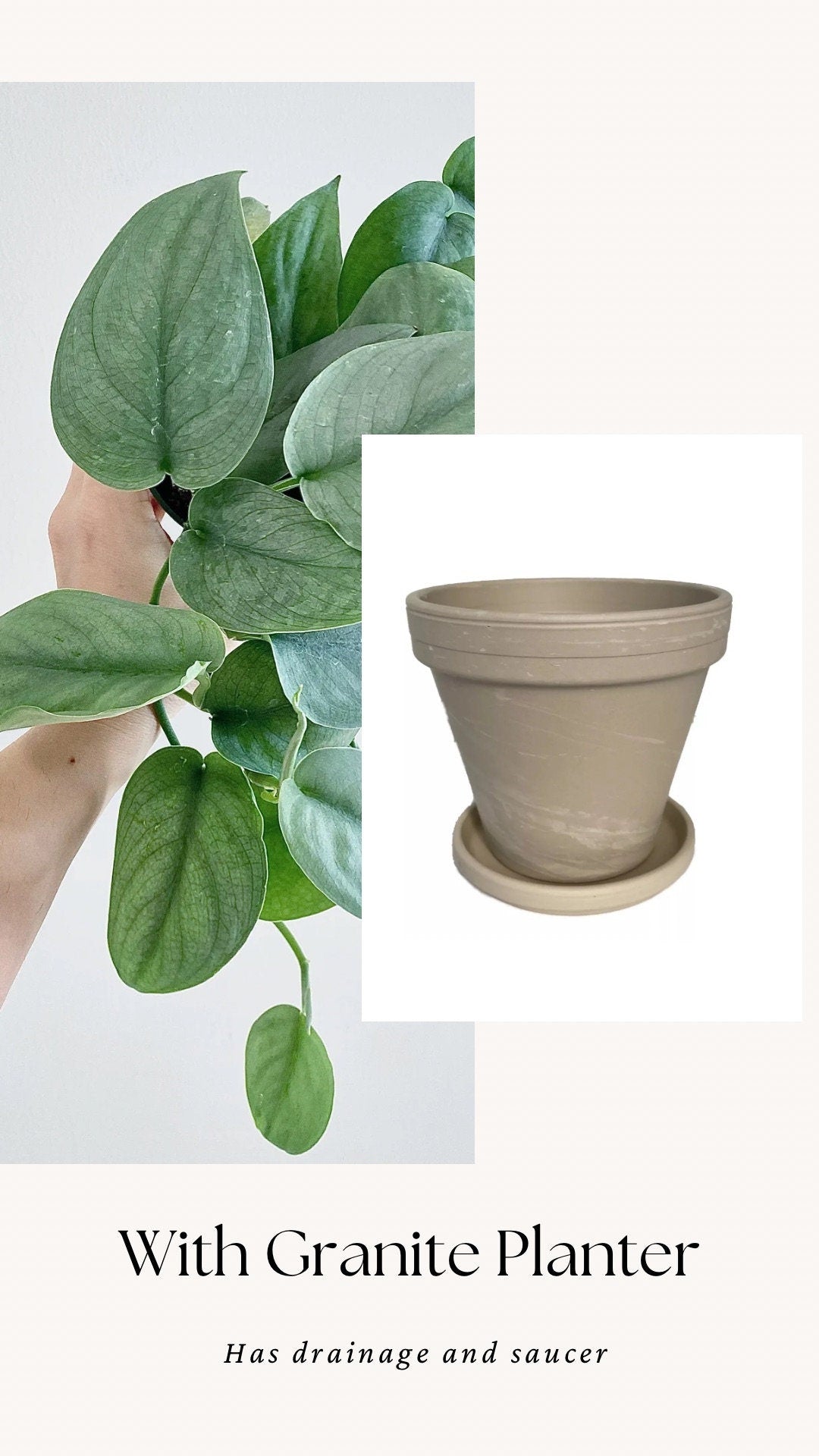 Scindapsus Silver Hero Plant - 4 inch Pot - Live Plant - optional decorative pot