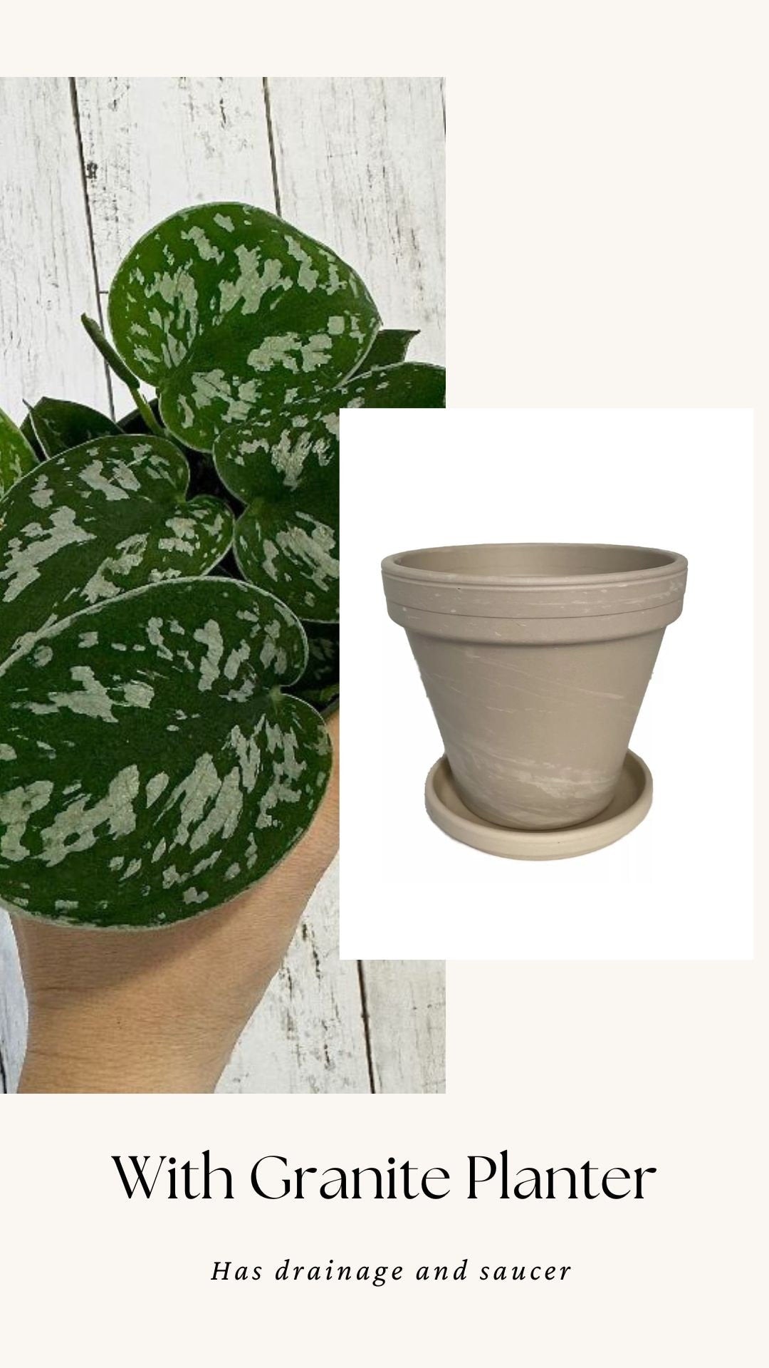 Silver Satin Pothos (Scindapsus pictus) 4” pot - Live Plant