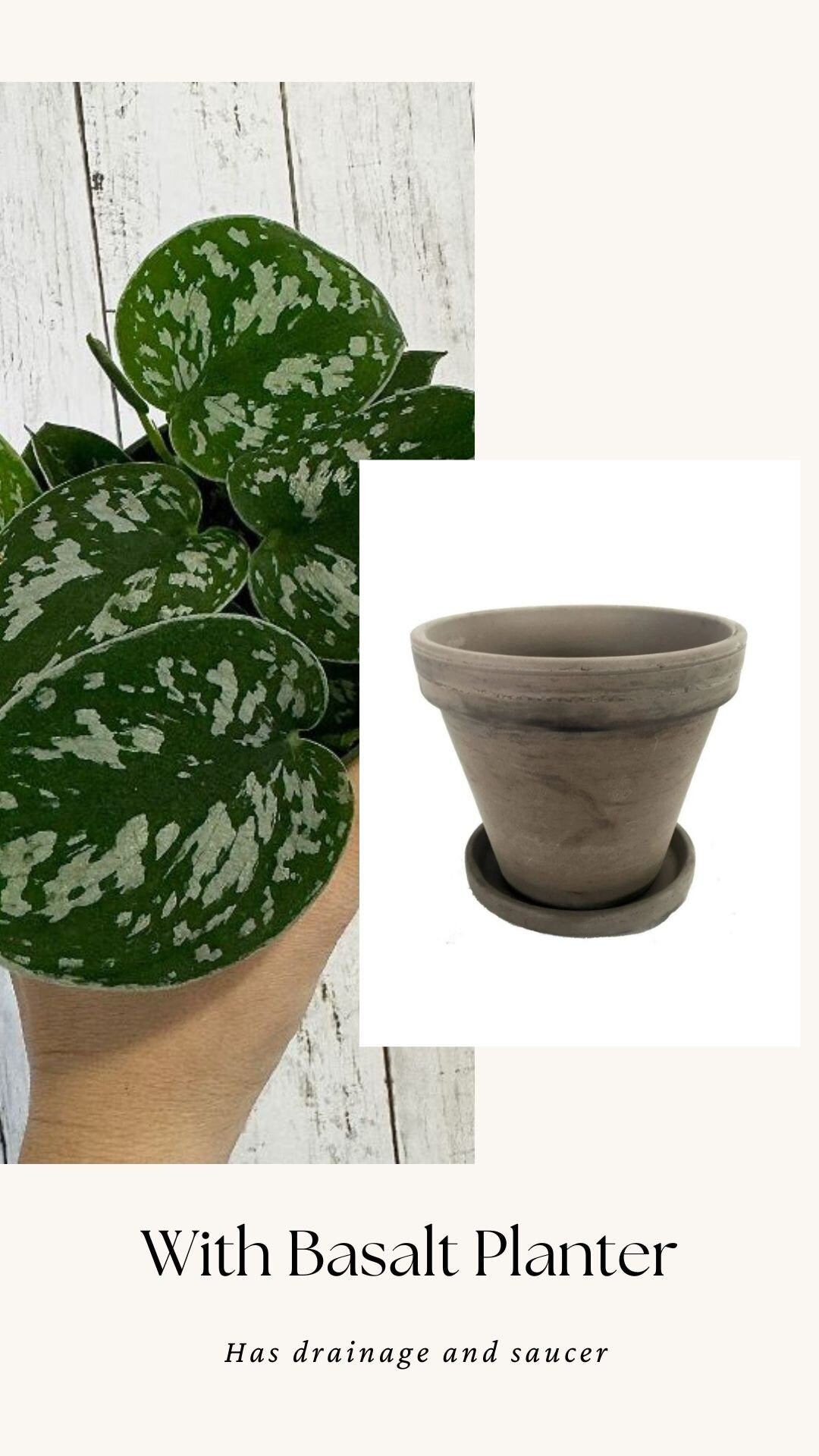 Silver Satin Pothos (Scindapsus pictus) 4” pot - Live Plant