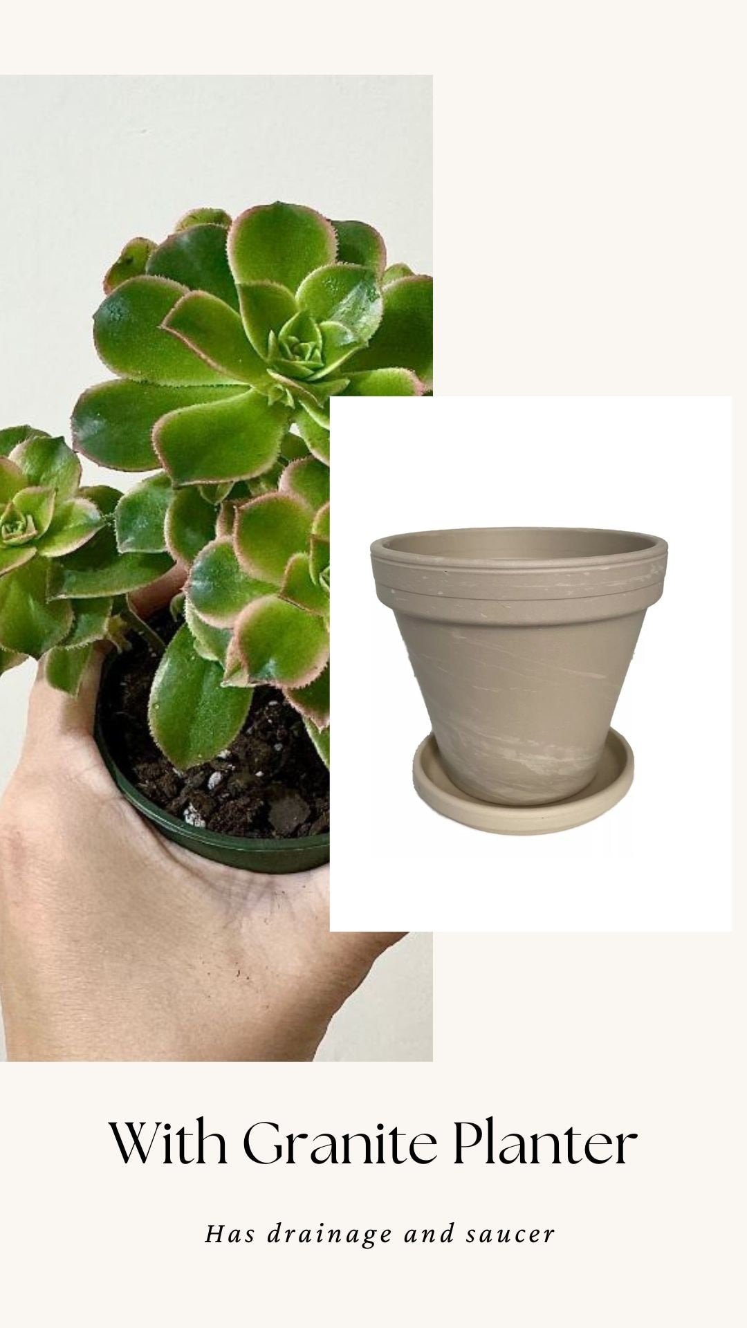 Aeonium 'Kiwi' Succulent Plant - 3.5” Pot - optional decorative pot