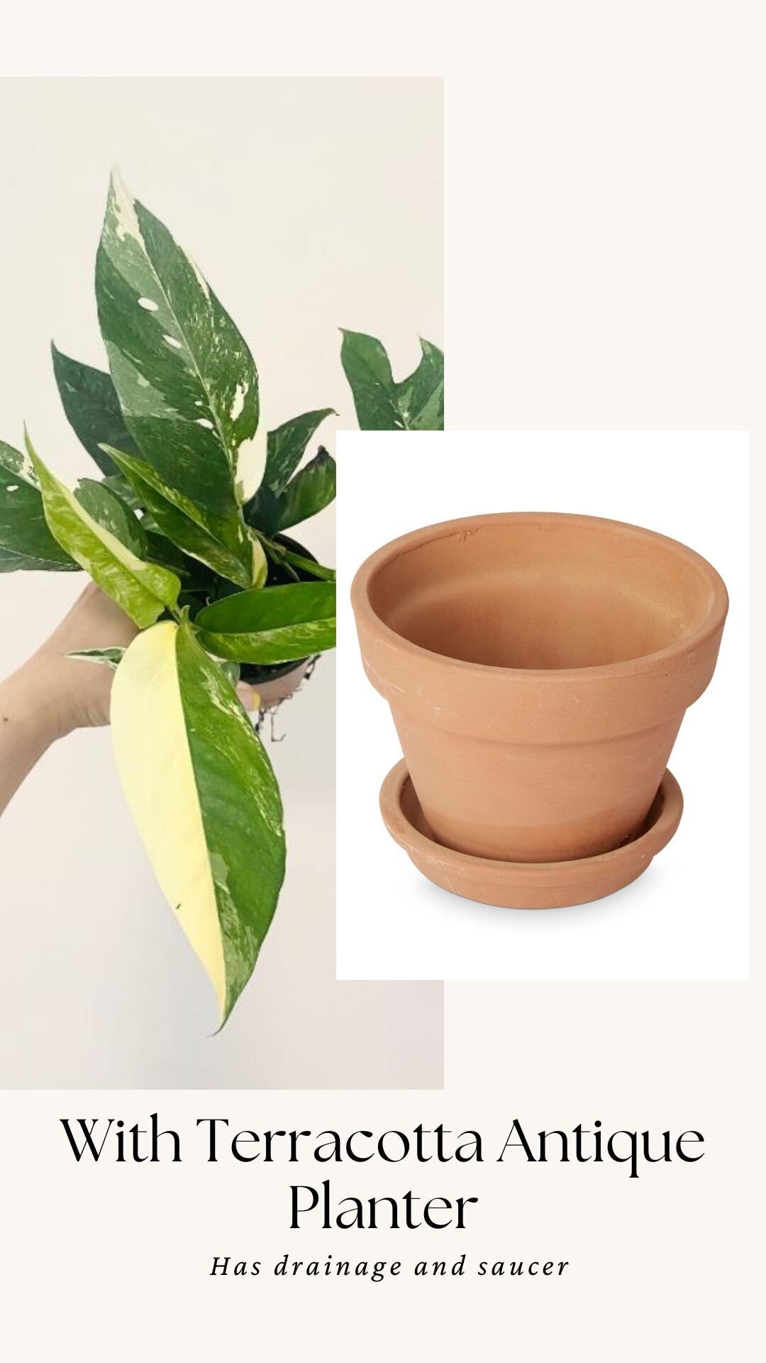 Epipremnum Pinnatum Albo Variegated Plant - Live Plant 4" Pot - optional decorative planter