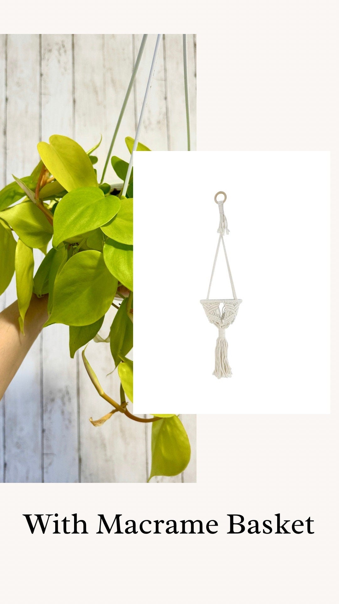 Philodendron Cordatum Lemon Lime Plant - 4.5" Hanging Pot - Live Plant - optional decorative basket