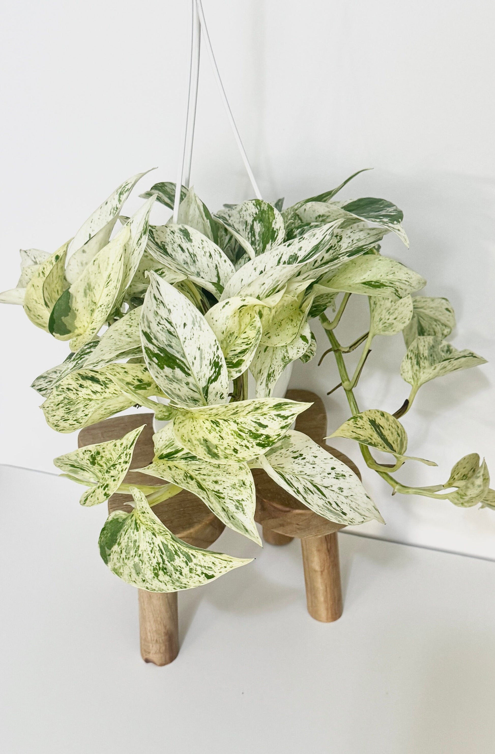 Snow Queen Pothos Plant - 4.5 Hanging Pot - Live Plant