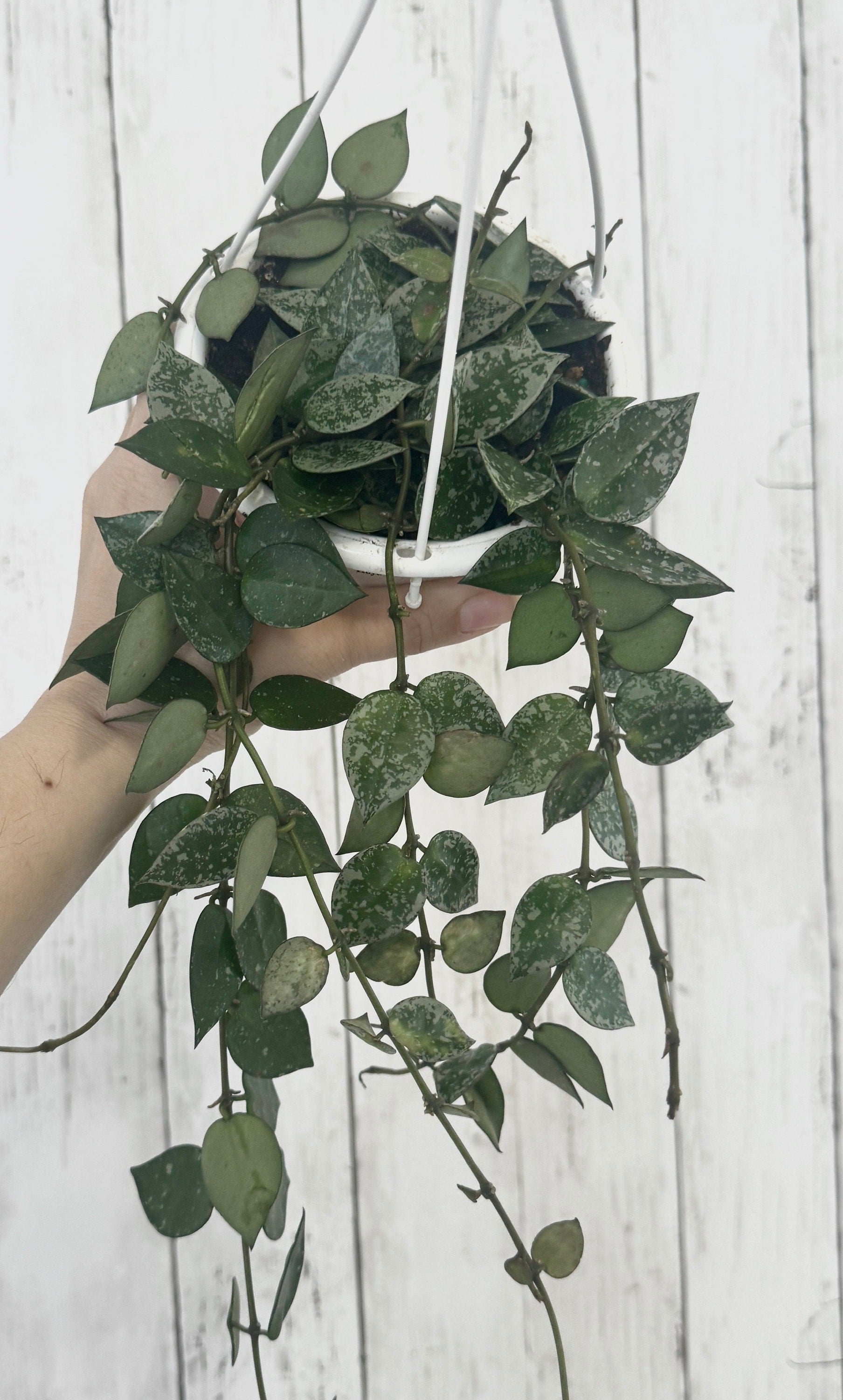 Hoya Krohniana Silver Splash - Rare Plant- Live Plant 4.5” Hanging Pot
