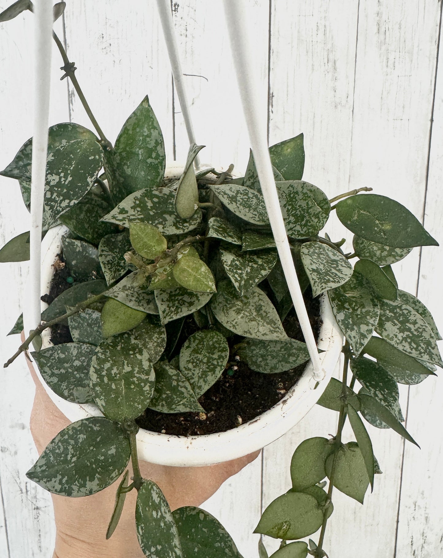 Hoya Krohniana Silver Splash - Rare Plant- Live Plant 4.5” Hanging Pot