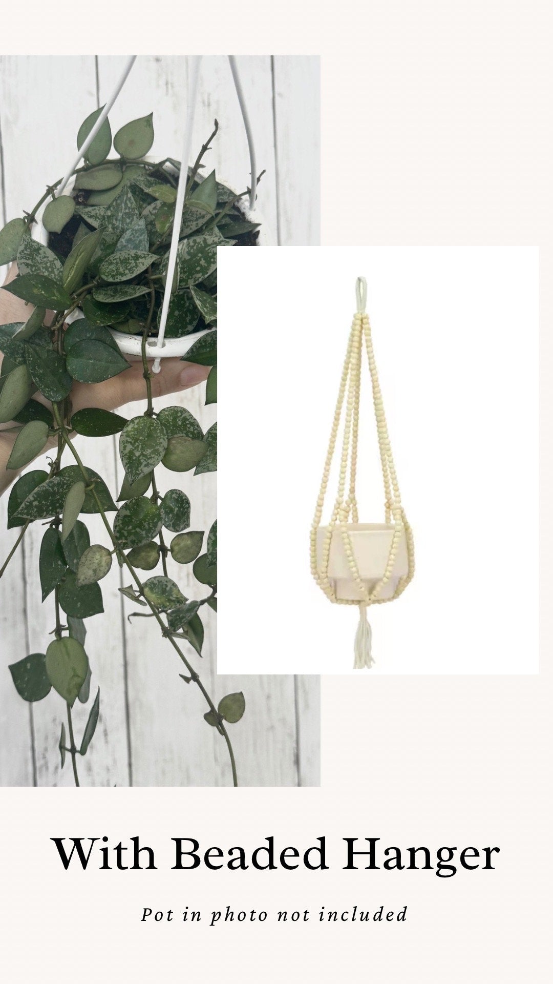 Hoya Krohniana Silver Splash - Rare Plant- Live Plant 4.5” Hanging Pot