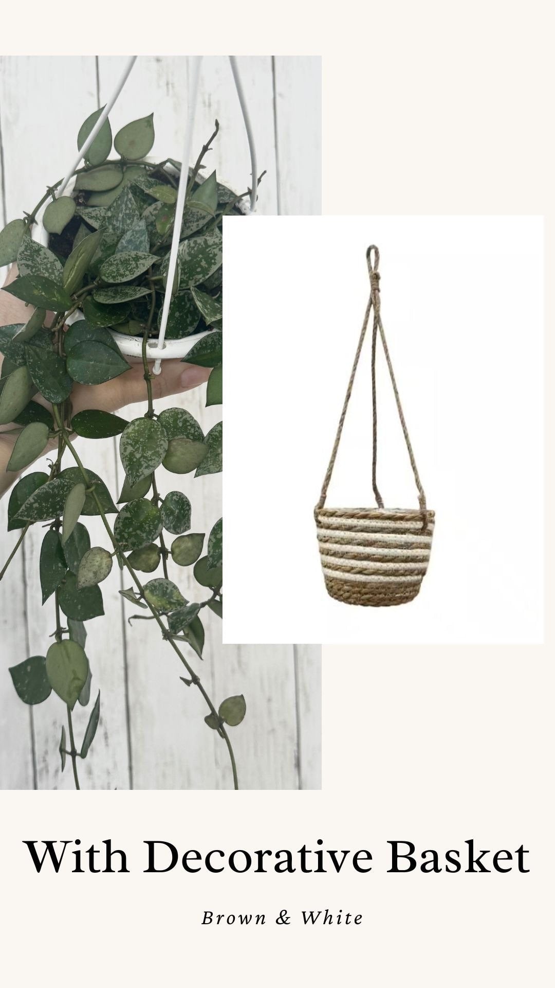 Hoya Krohniana Silver Splash - Rare Plant- Live Plant 4.5” Hanging Pot