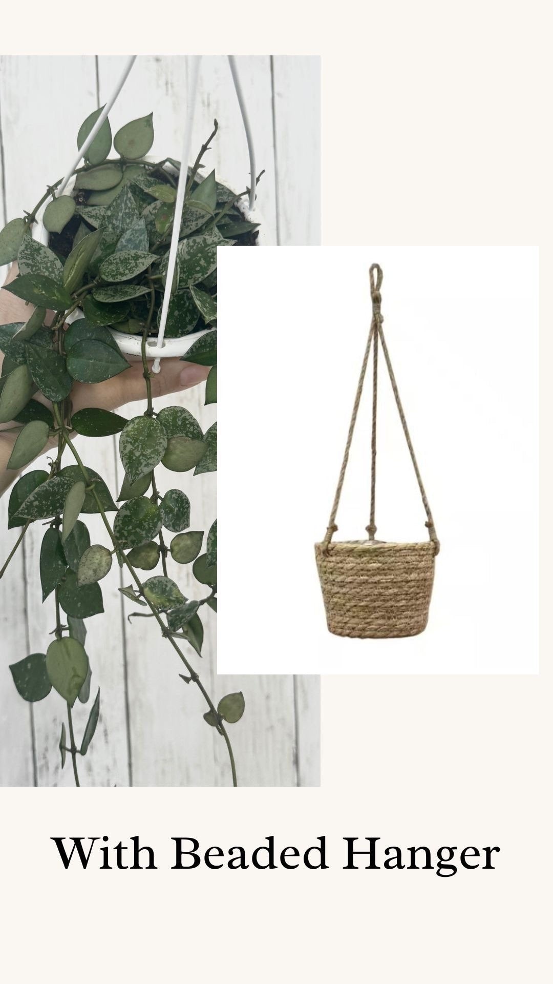 Hoya Krohniana Silver Splash - Rare Plant- Live Plant 4.5” Hanging Pot