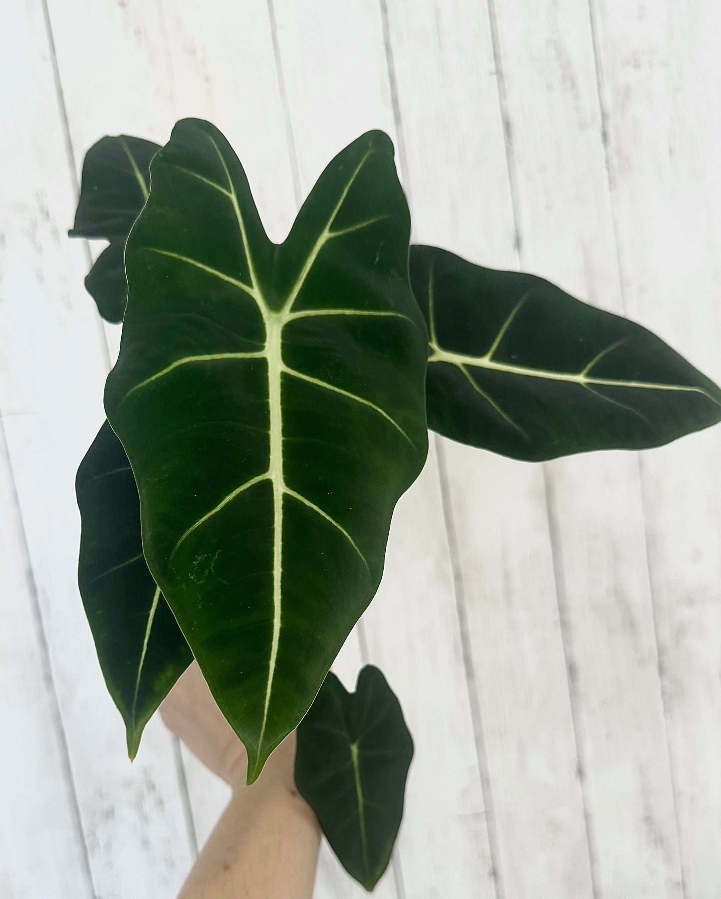 Alocasia Frydek - 4" Nursery Pot - Live Plant