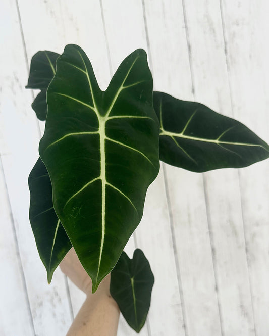 Alocasia Frydek - 4" Nursery Pot - Live Plant