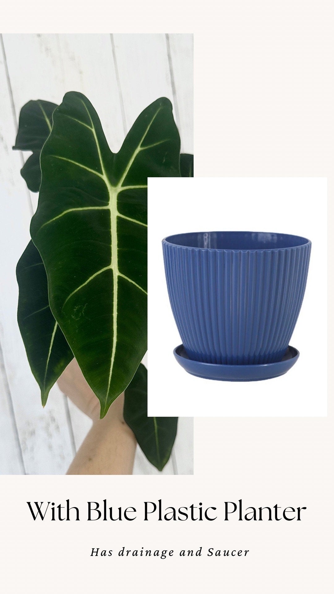 Alocasia Frydek - 4" Nursery Pot - Live Plant