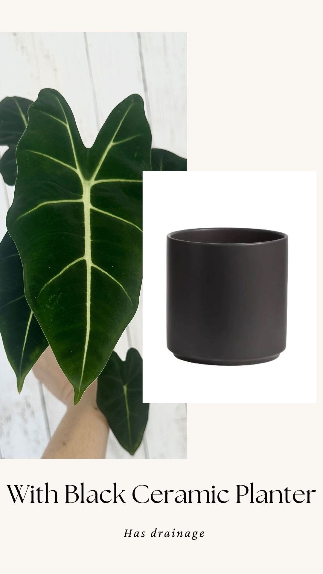 Alocasia Frydek - 4" Nursery Pot - Live Plant