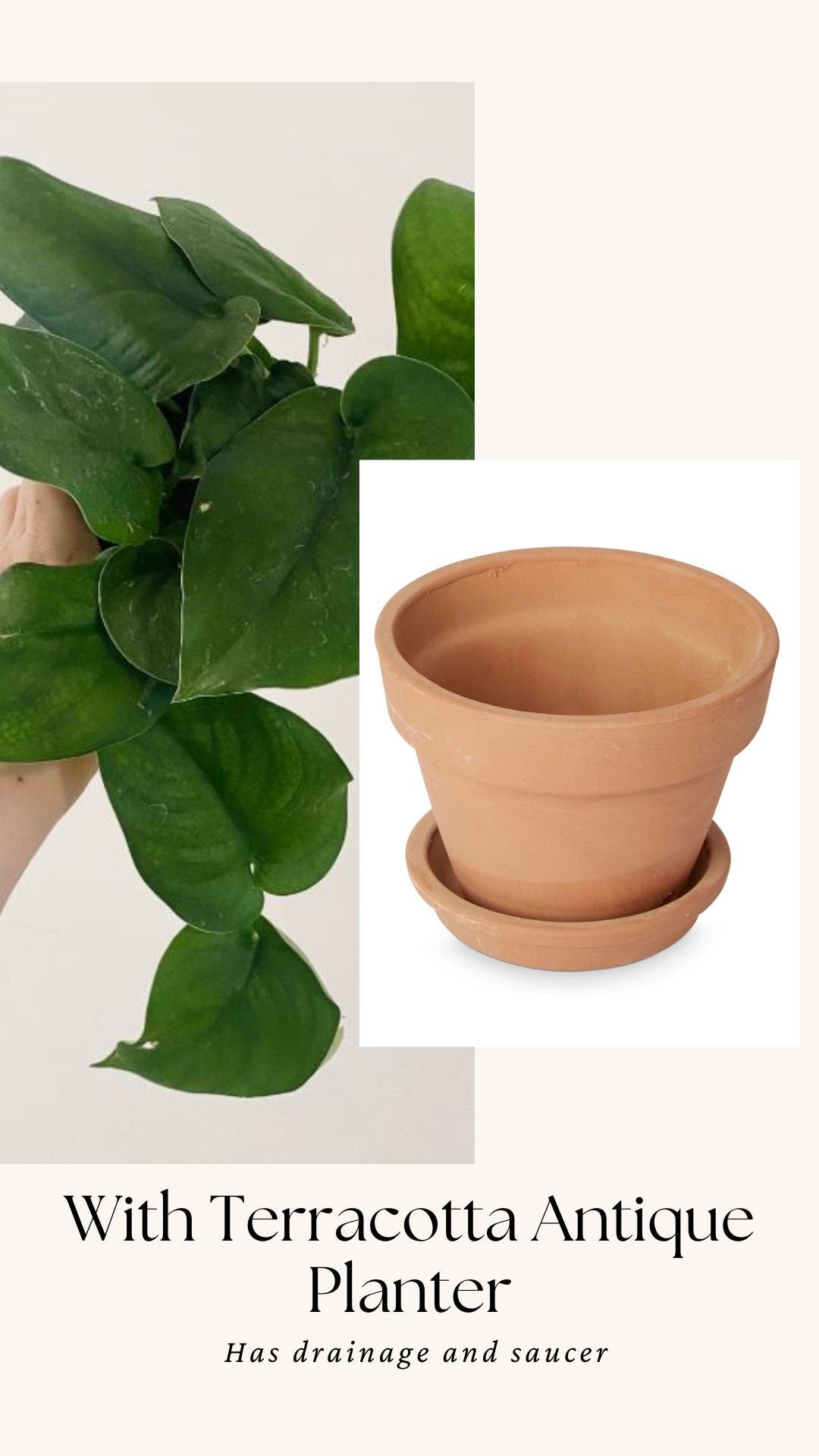 Scindapsus Green Jade Satin 6 inch Pot - Live Plant - optional decorative pot