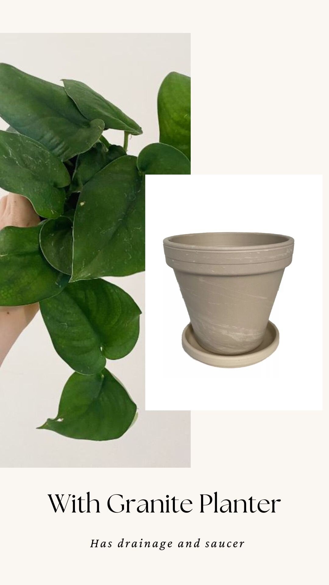 Scindapsus Green Jade Satin 6 inch Pot - Live Plant - optional decorative pot