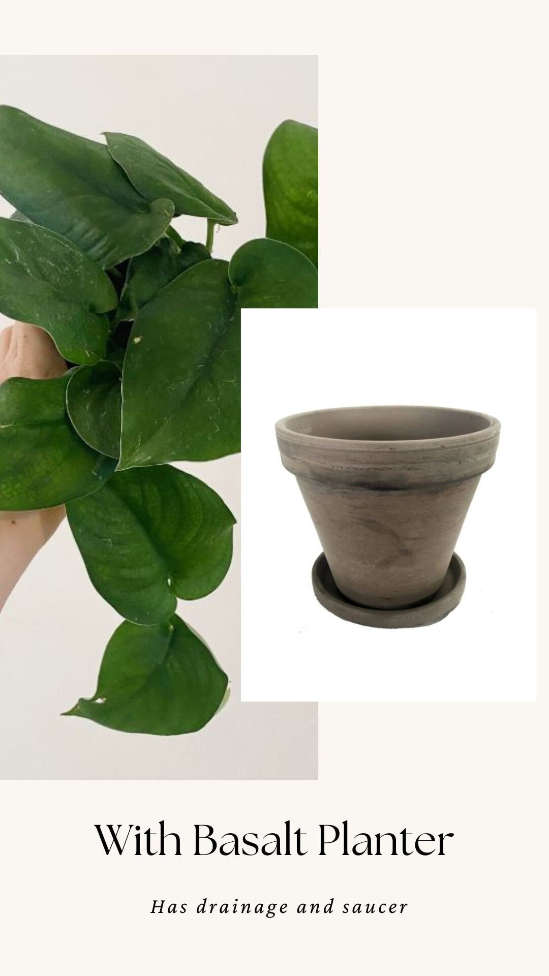 Scindapsus Green Jade Satin 6 inch Pot - Live Plant - optional decorative pot