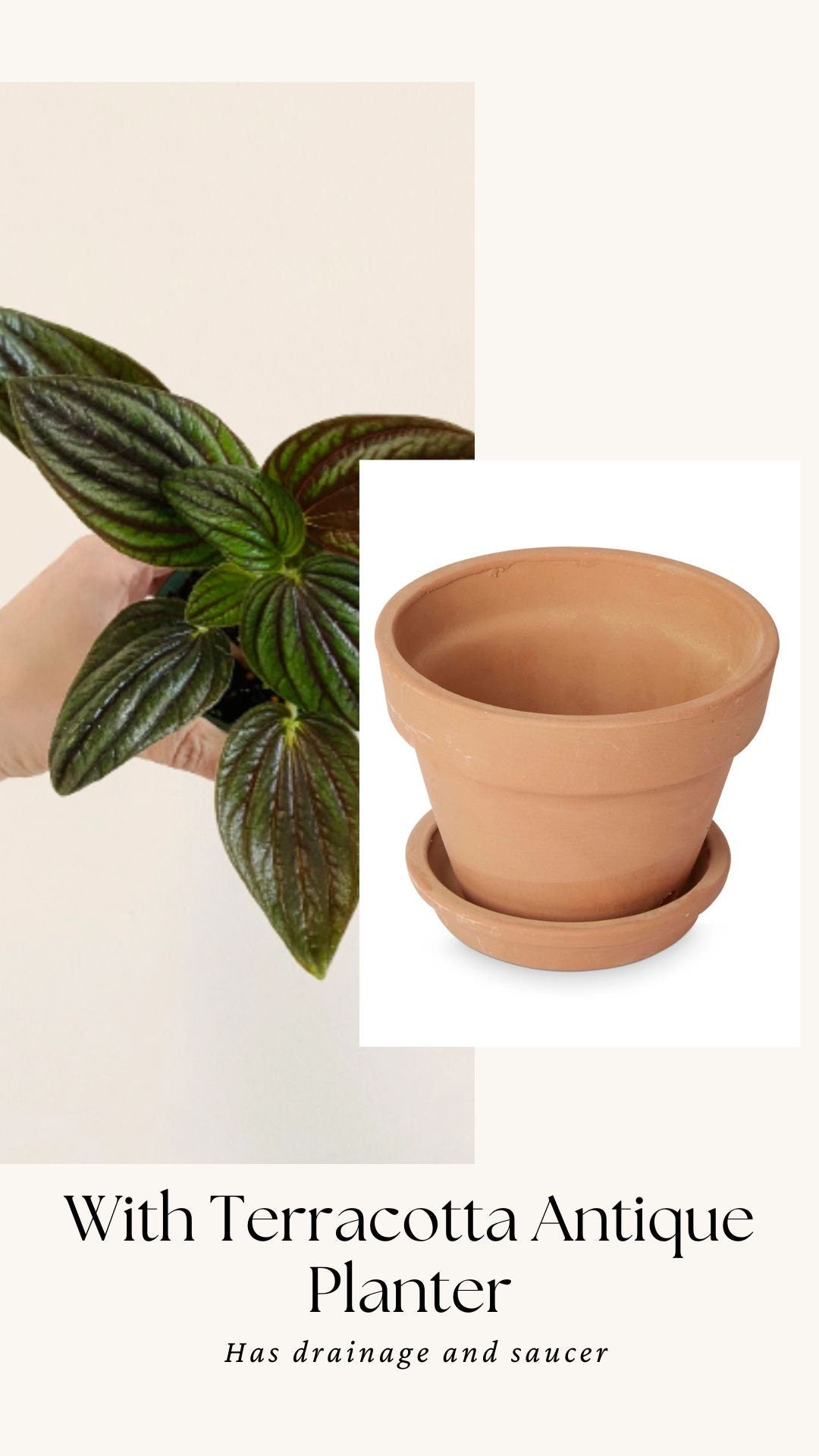 Peperomia “Fuzzy Mystery” Plant - 4 inch Pot - Live Plant - optioal decorative pot
