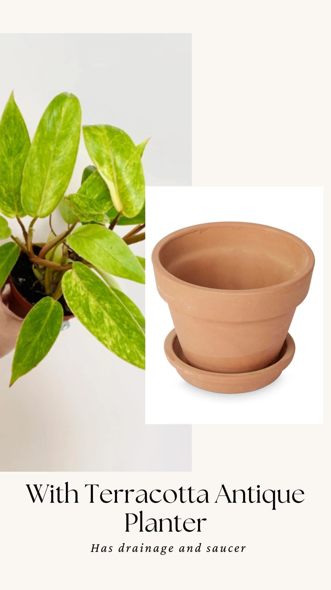 Philodendron Painted Lady Plant- 4" Nursery Pot - Live Plant - optional deocrative pot