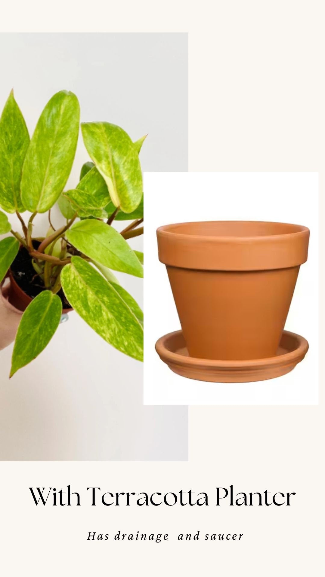 Philodendron Painted Lady Plant- 4" Nursery Pot - Live Plant - optional deocrative pot