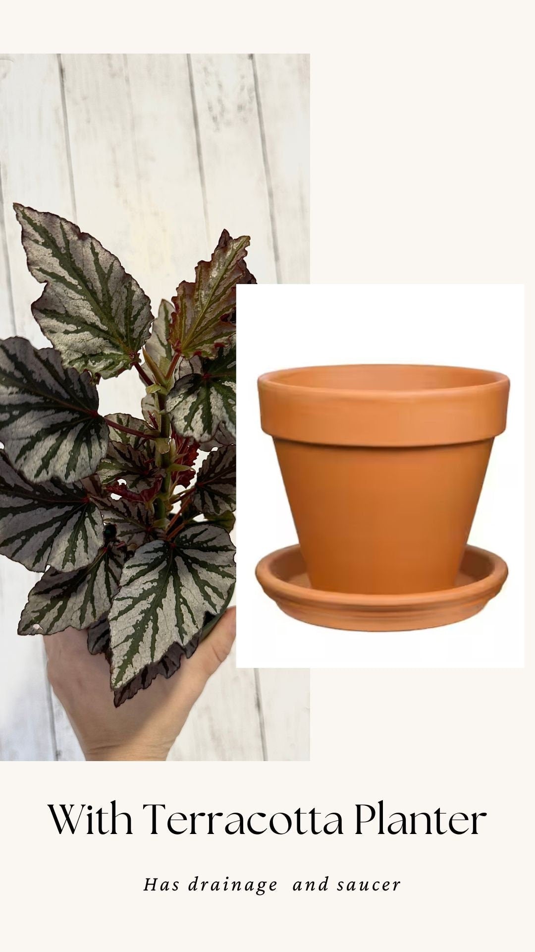 Begonia Kismet Plant - 4” Pot - Live Plant - optional decorative pot