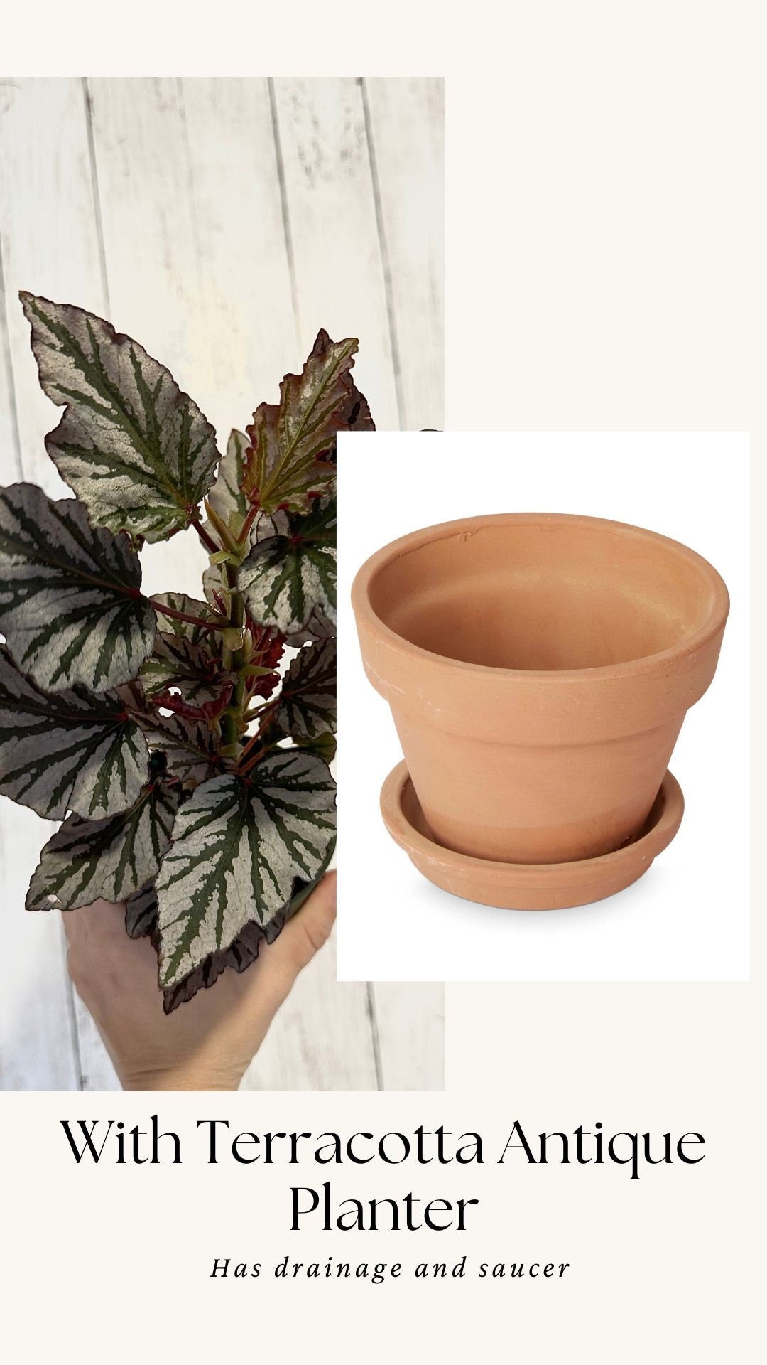 Begonia Kismet Plant - 4” Pot - Live Plant - optional decorative pot