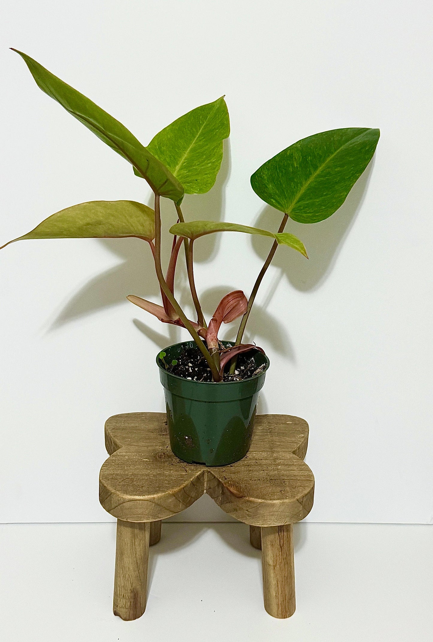 Philodendron Painted Lady Plant- 4" Nursery Pot - Live Plant - optional deocrative pot