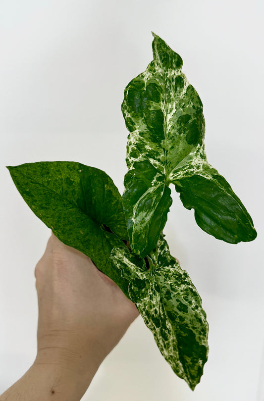Syngonium Mojito Plant - 4 inch Pot - Live Plant - optional decorative pot