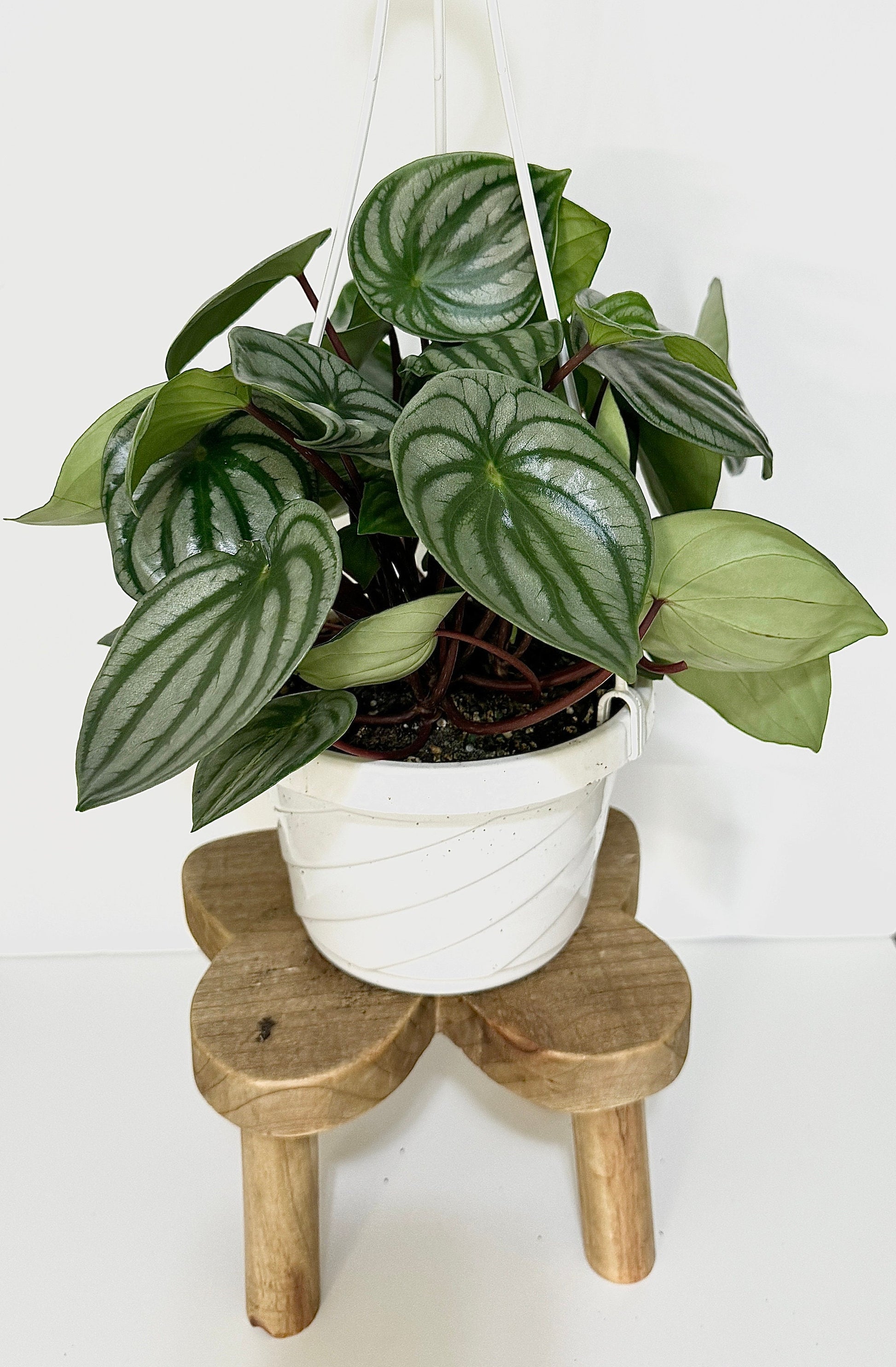 Peperomia Watermelon - 6 inch Hanging Basket