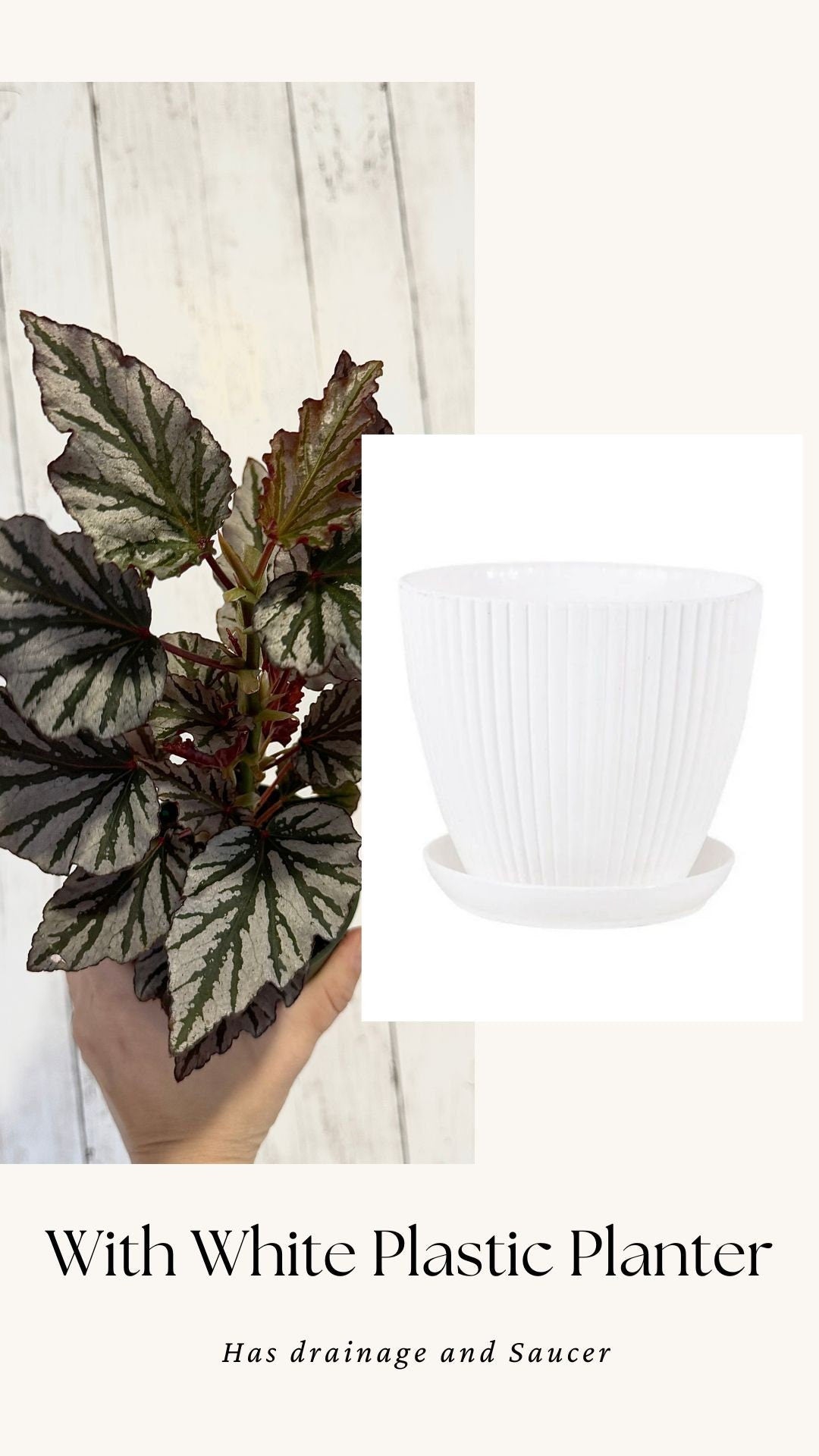 Begonia Kismet Plant - 4” Pot - Live Plant - optional decorative pot