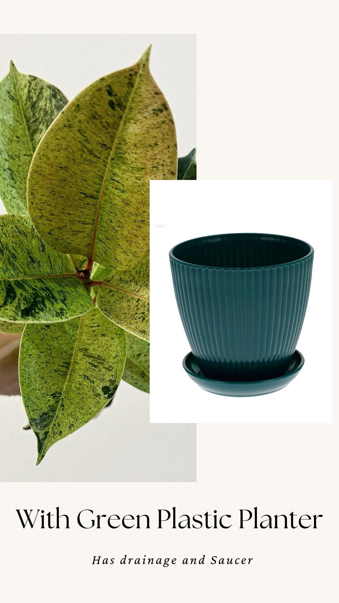 Ficus Shiveriana ‘Moonshine’ Plant - 4" Pot