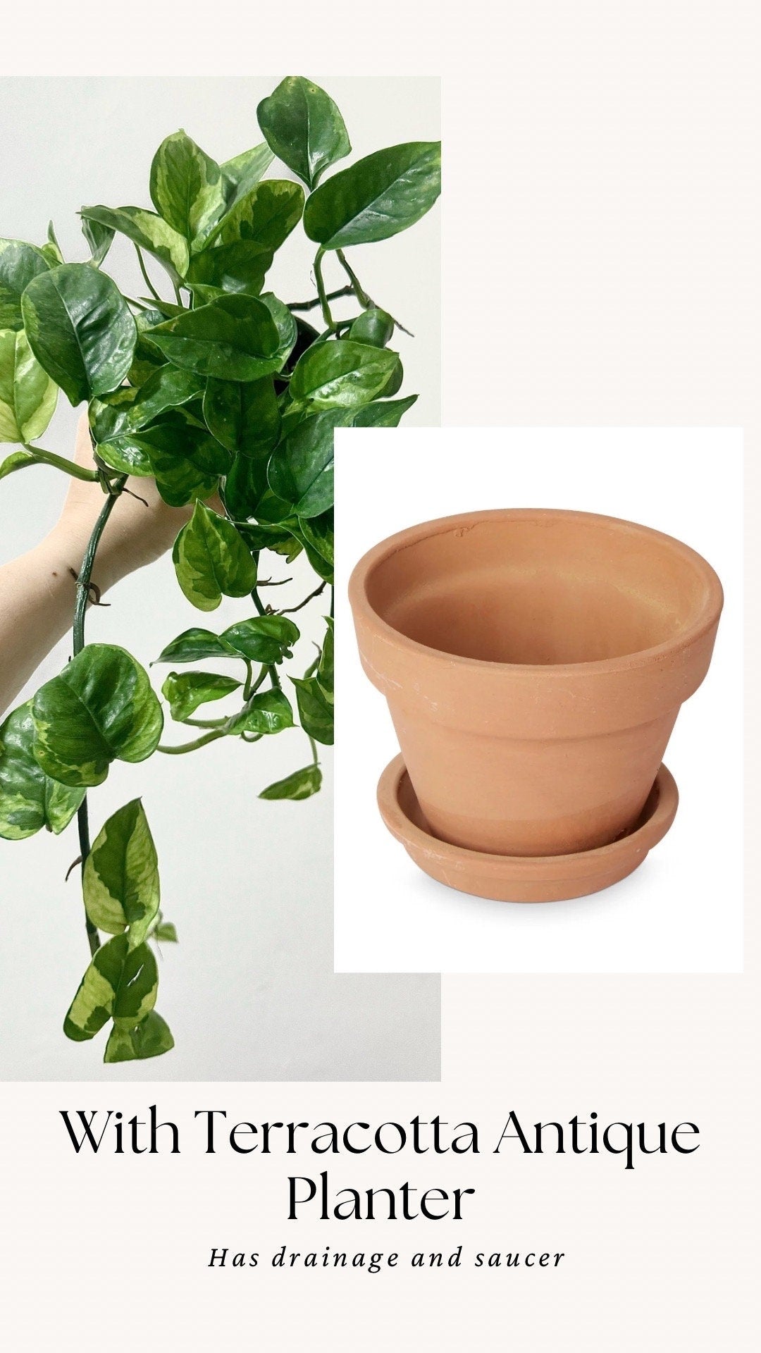 Pothos Lizard Queen Plant - Collectors Pothos - Rare Plant - 4 inch Nursery Pot - Live Plant