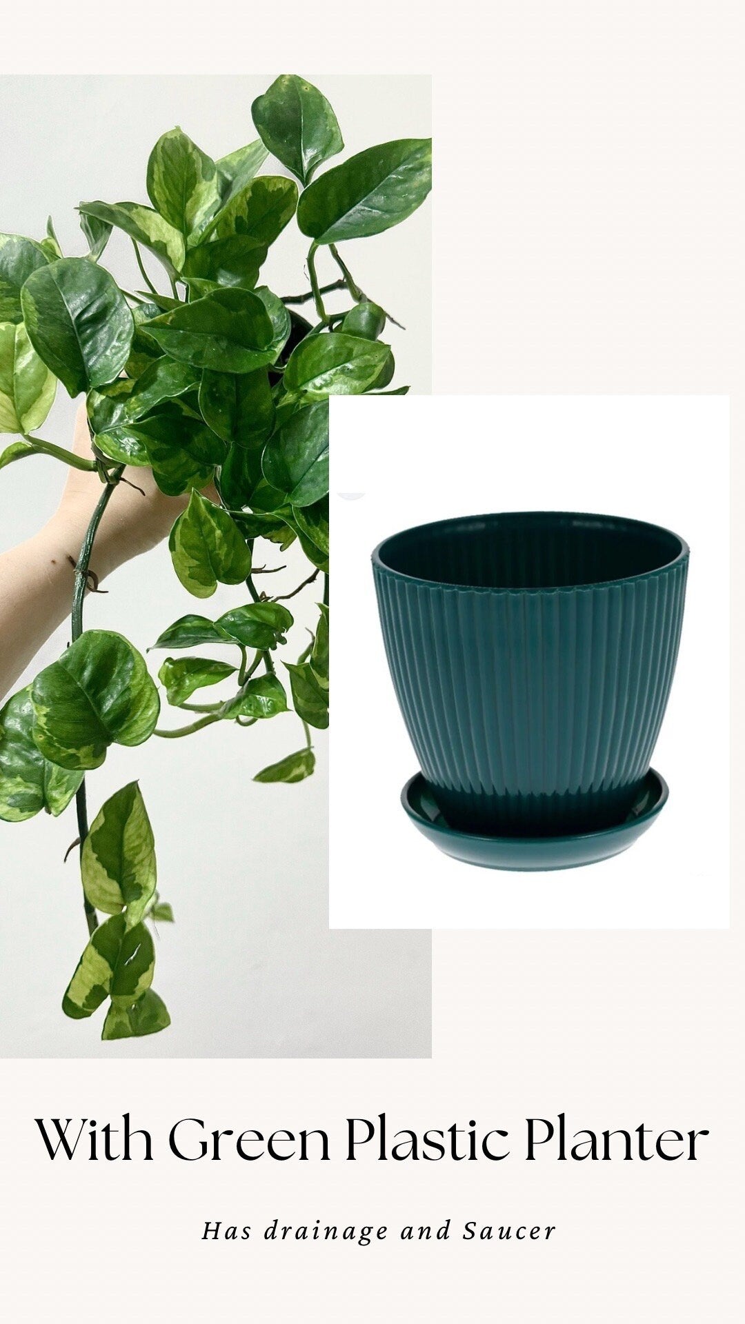 Pothos Lizard Queen Plant - Collectors Pothos - Rare Plant - 4 inch Nursery Pot - Live Plant