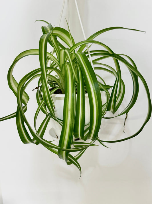 Spider Bonnie Plant - 4.5" Hanging Pot - Live Plant