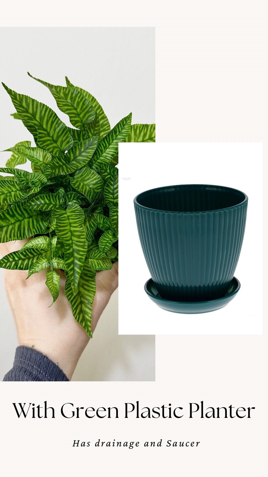 Striped Bamboo Fern Golden Zebra Plant - Live Plant - Rare Plant - 4” pot - optional decorative pot